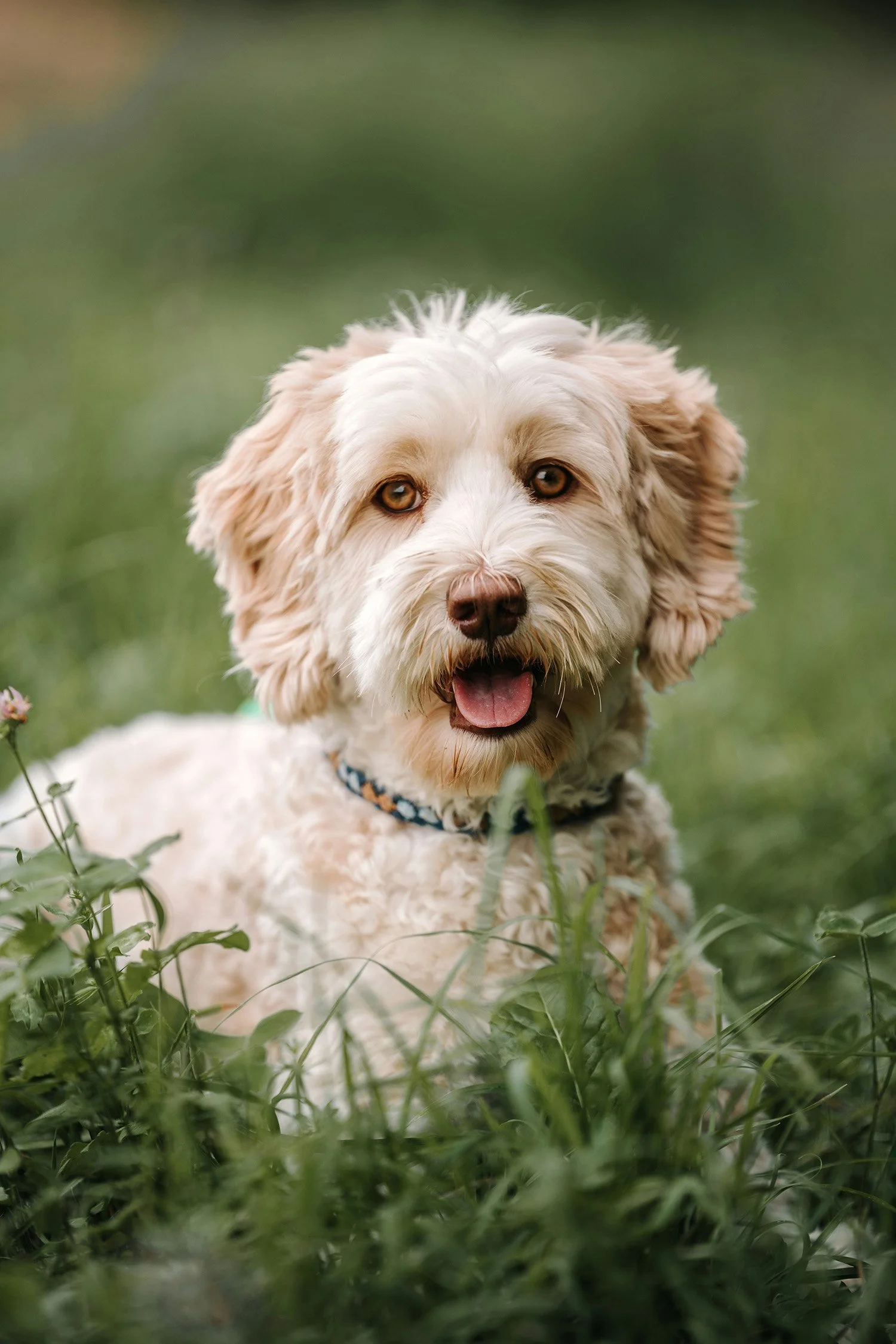 A happy, cream-colored dog with curly fur lying on green grass.
