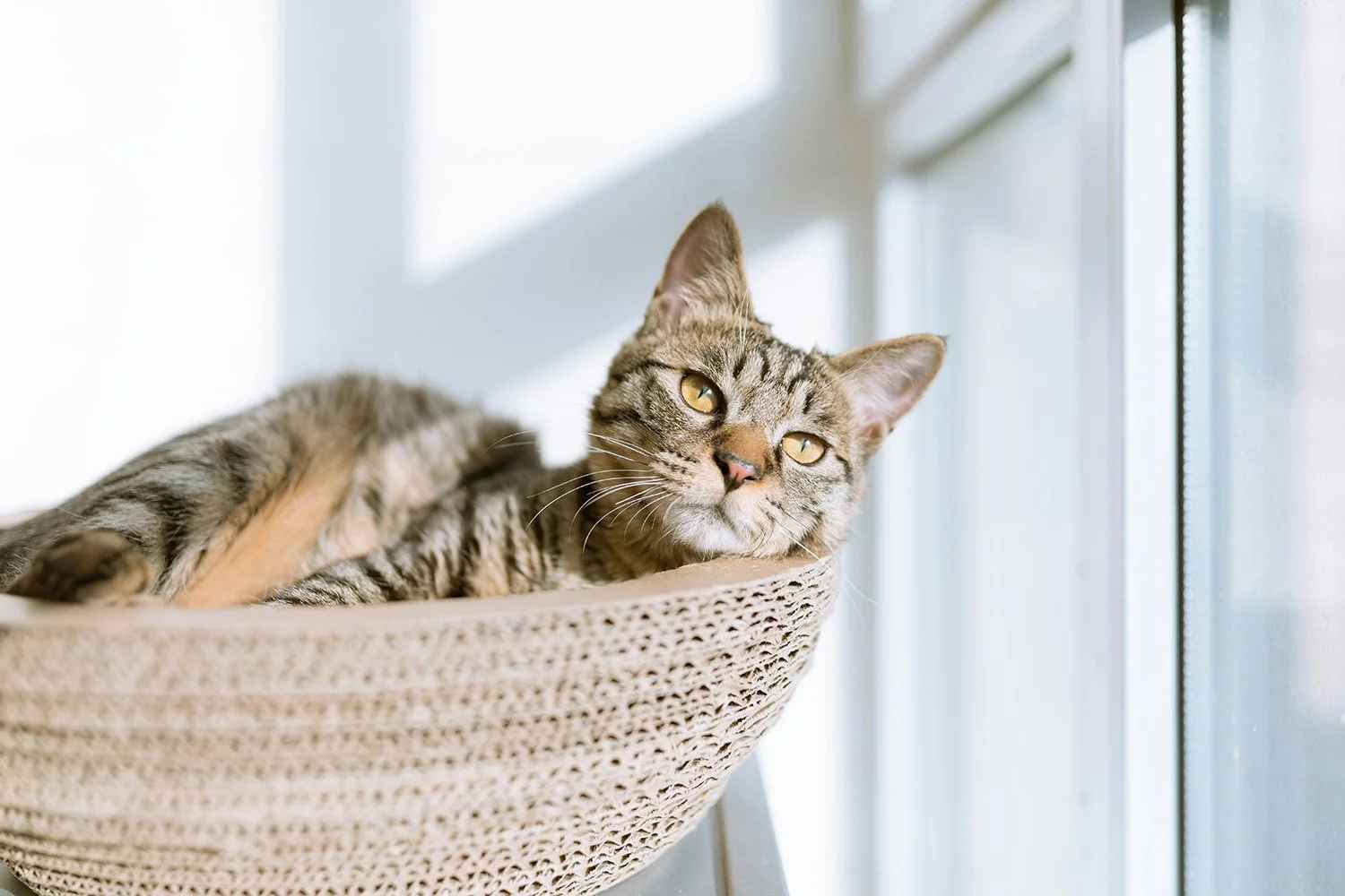 A tabby cat lying in a cardboard scratcher on a windowsill, looking at the camera.