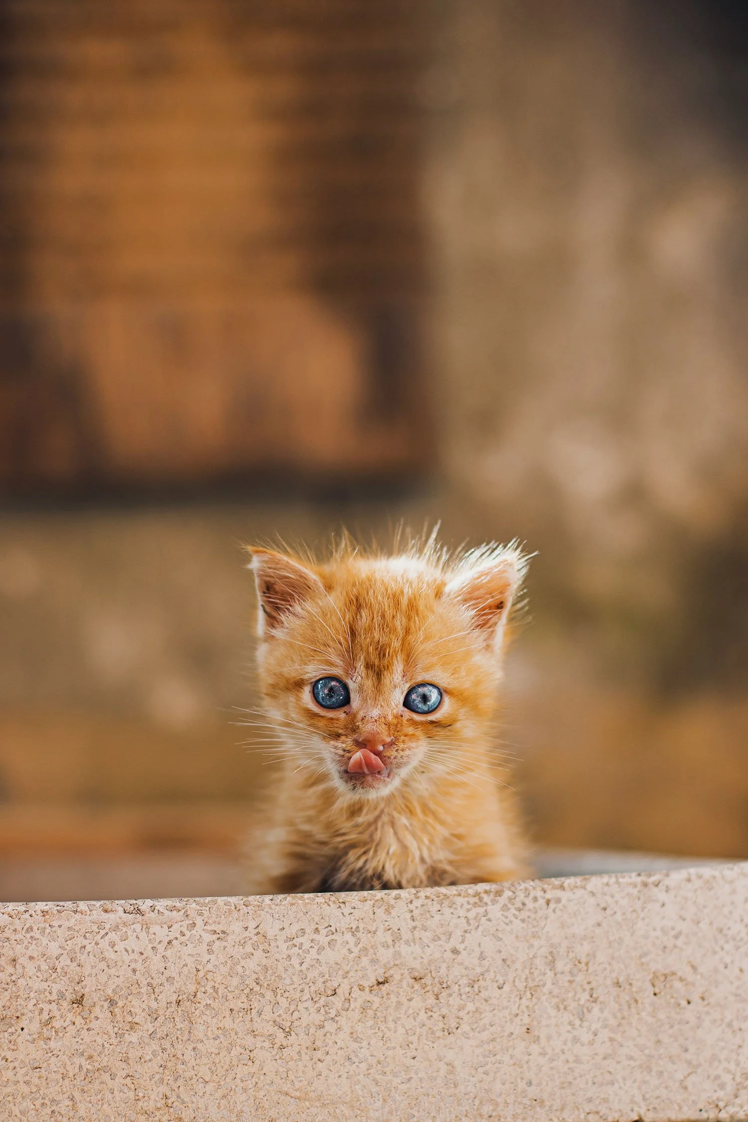 A tiny orange kitten with bright blue eyes sticking out its pink tongue, peeking over a textured beige surface.
