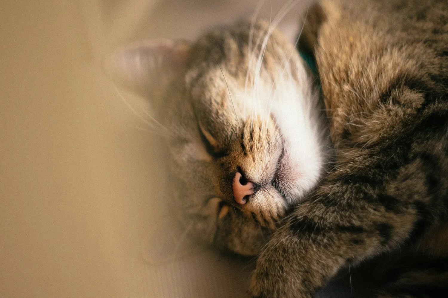 Close-up of a sleeping tabby cat with a brown, black, and white striped coat, lying on its side with eyes closed.