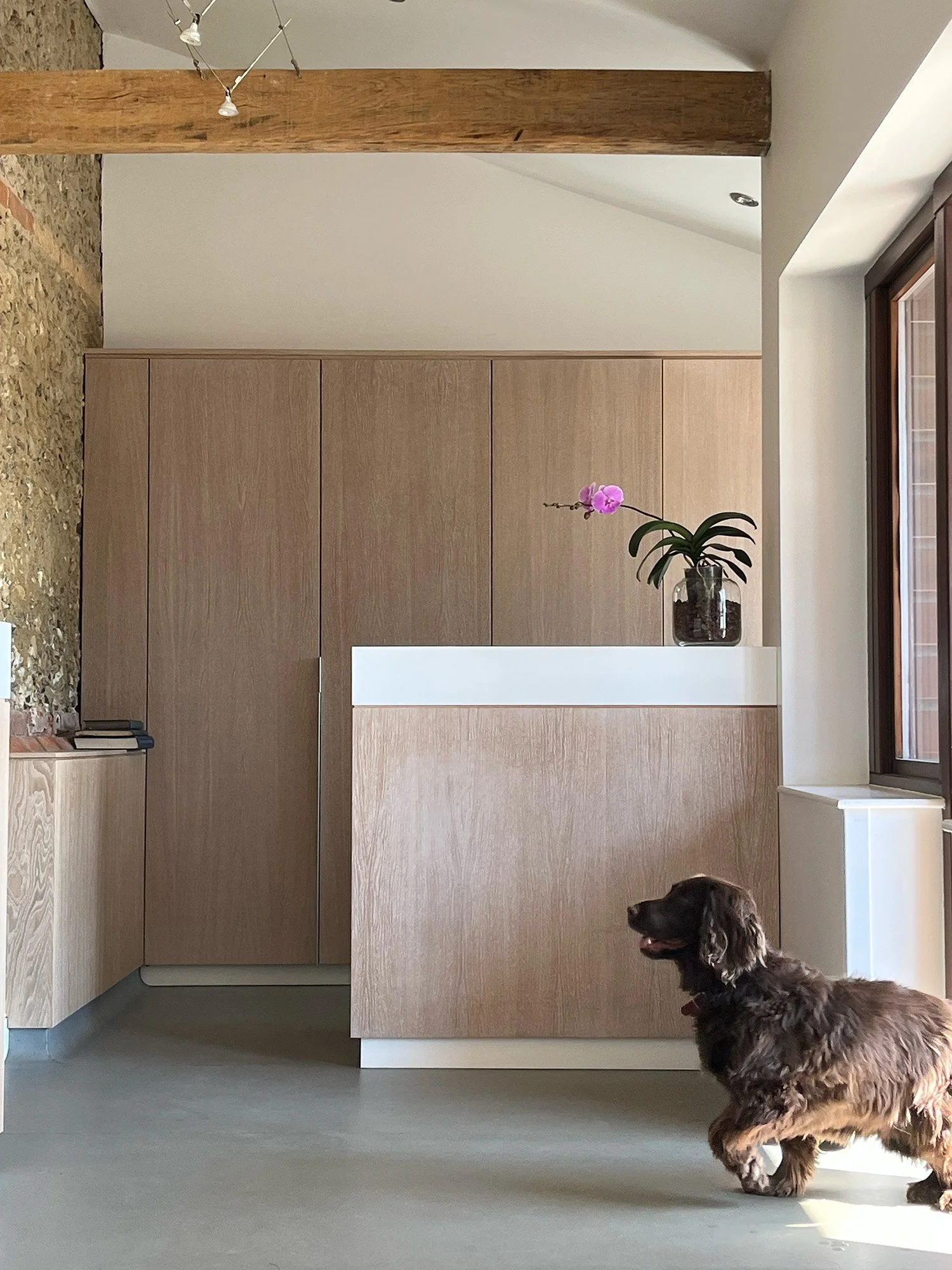A brown dog with long, curly fur standing in a modern, minimalist kitchen near a white counter with a pink orchid in a glass pot. The kitchen features wooden cabinets and a window with natural light.