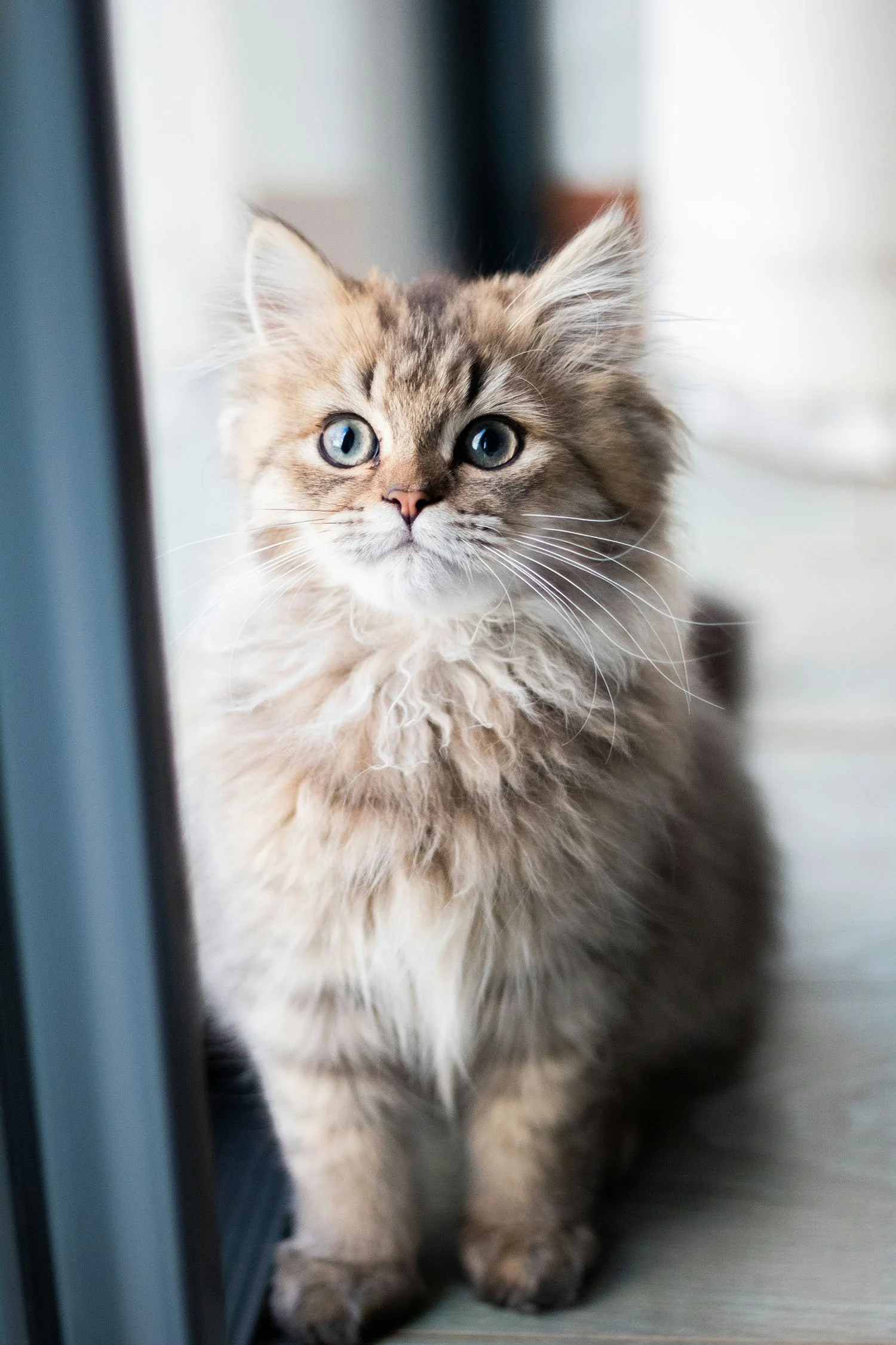 A fluffy gray tabby kitten with blue eyes sitting near a glass door.