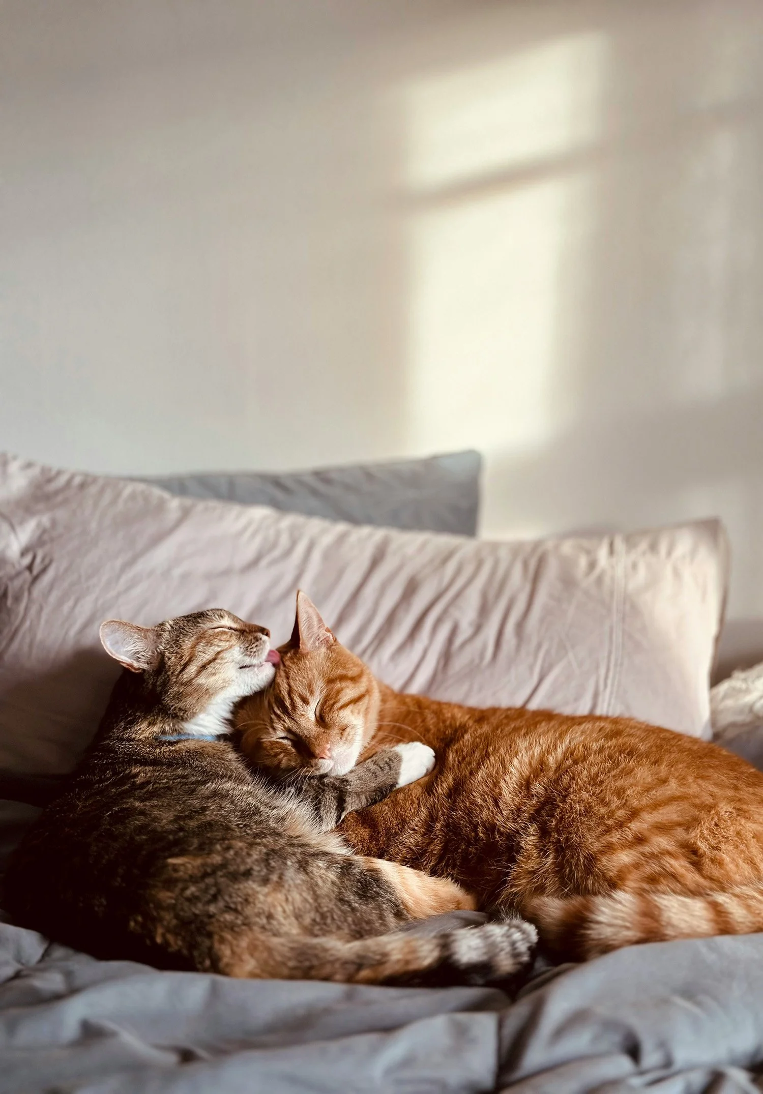 Two cats cuddling on a bed, one licking the other's head, with soft pillows and bedding.