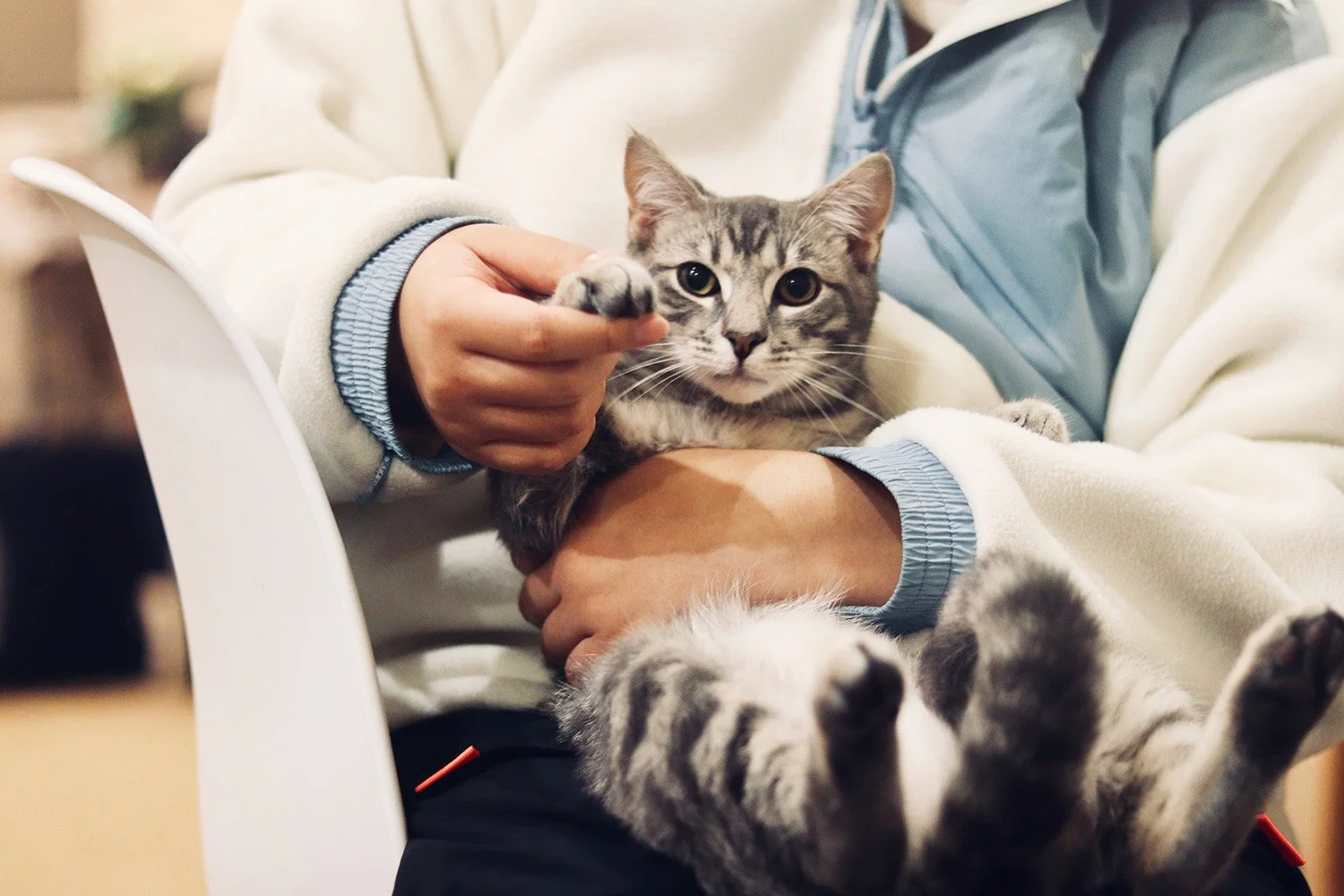 A person holding a gray tabby kitten in their lap, with the kitten lying on its back, looking at the camera.