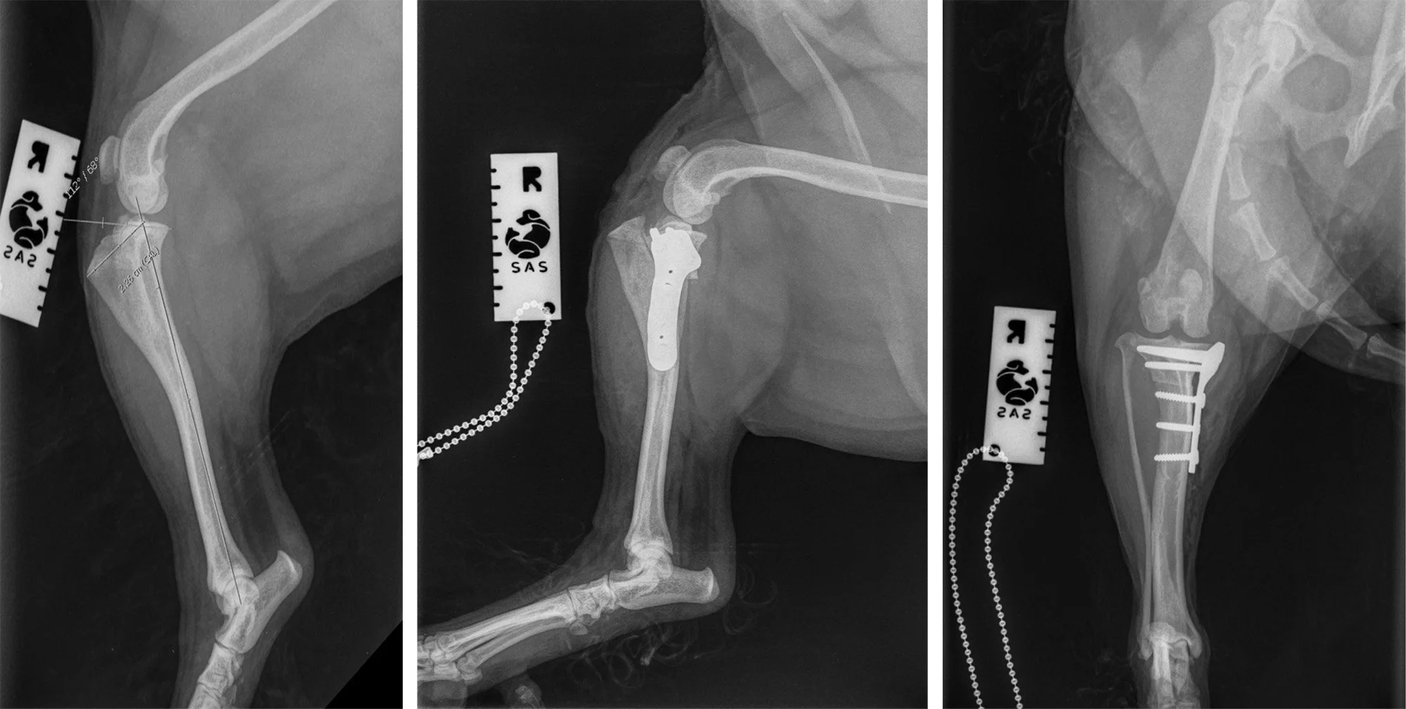 X-ray images of a dog's leg with surgical screws, plates, and a chain for measurement, showing different angles of the leg.