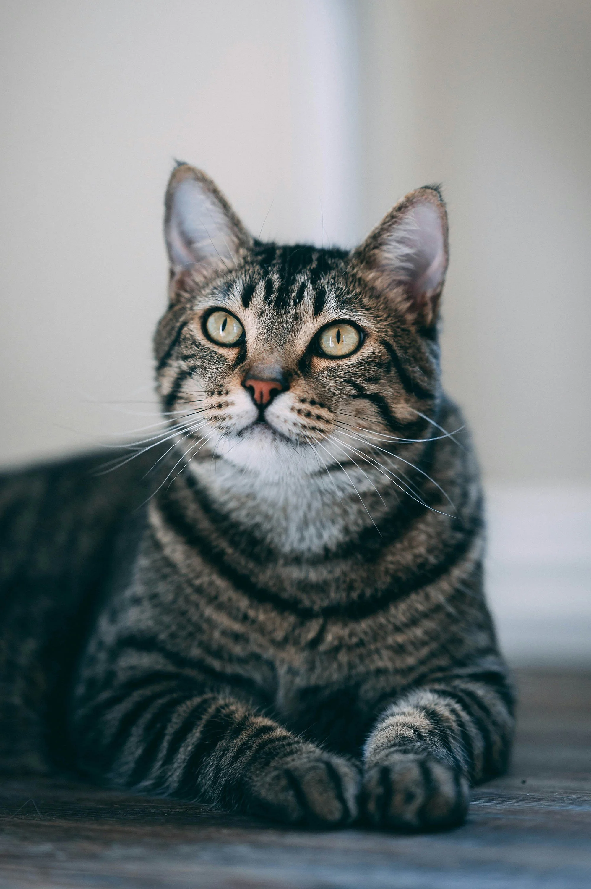 A tabby cat with yellow eyes lying on a wooden floor looking upward.