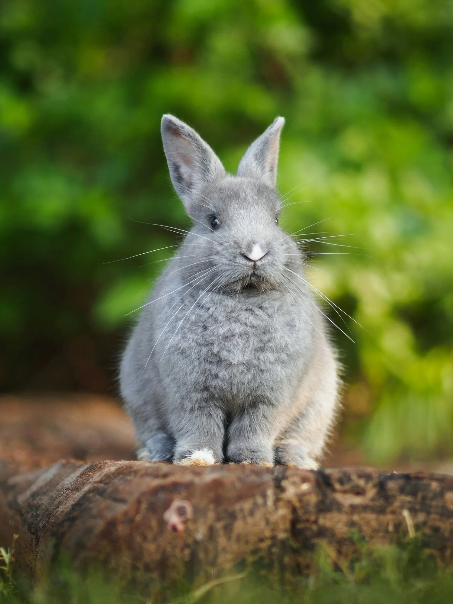 A cute gray rabbit sitting on a log in a green forest.