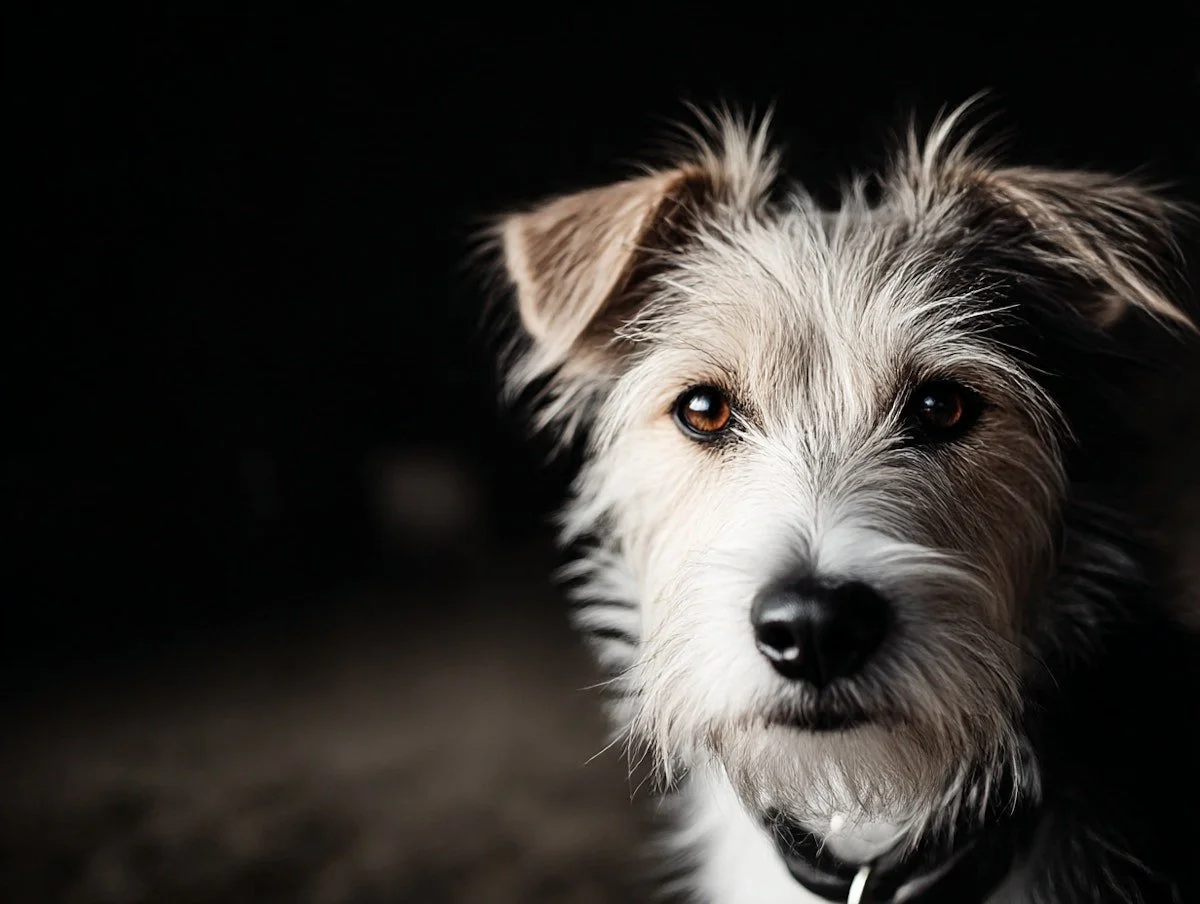 Close-up of a mixed-breed dog with light-colored fur and brown eyes, looking directly at the camera against a black background.