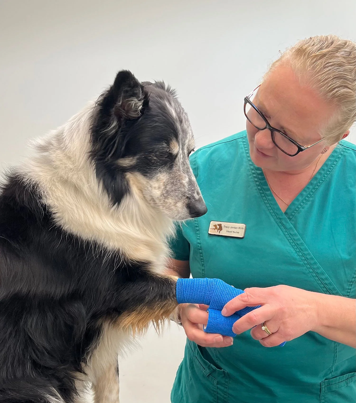 A veterinarian wearing teal scrubs and glasses is wrapping the paw of a black and white dog with a blue bandage. The veterinarian has a name tag that reads 'Tracy Jordan RVT Head Nurse.' The dog is looking at the veterinarian's hands.