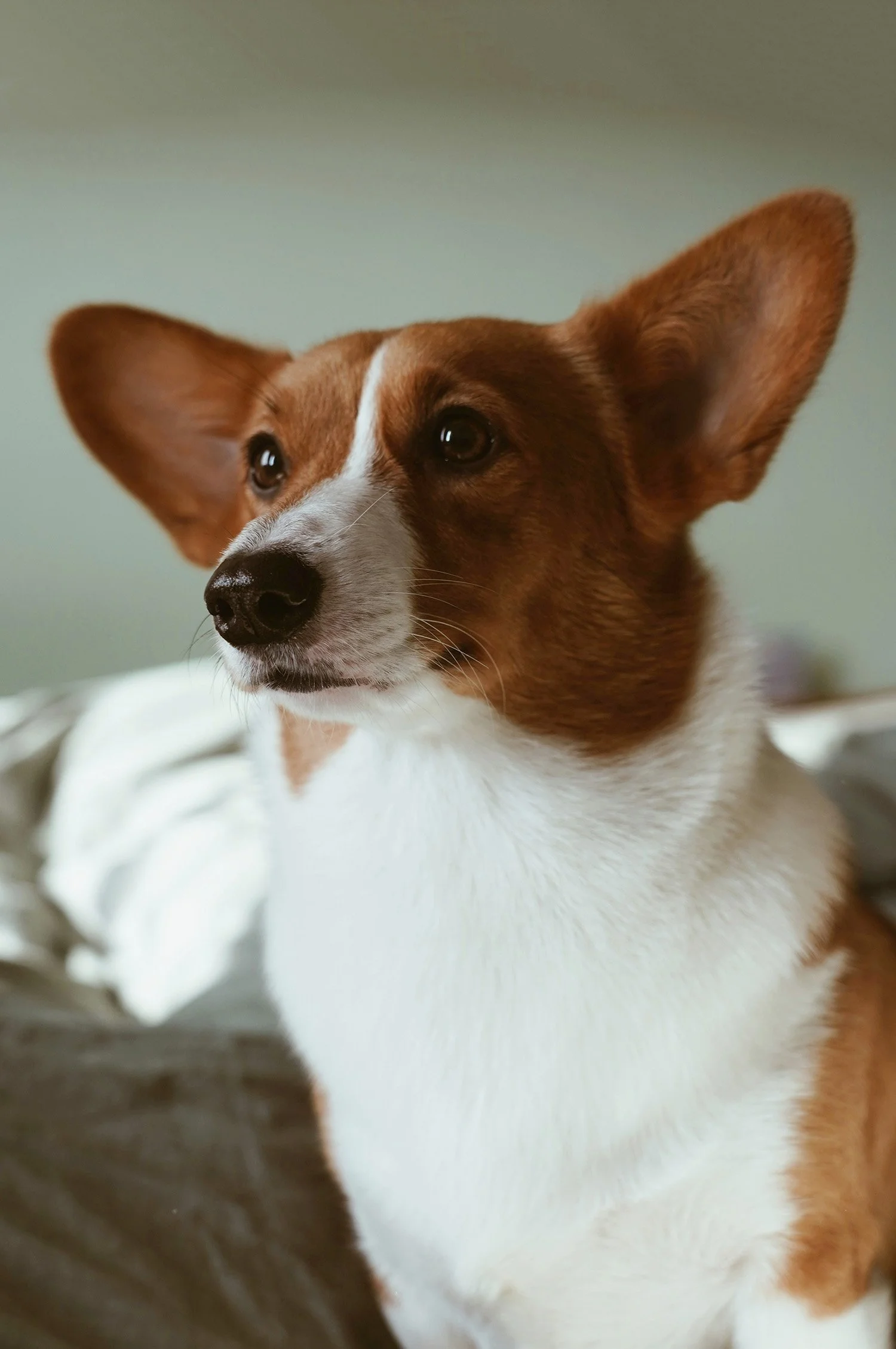 Close-up photo of a small dog with large ears, white and brown fur, looking to the side.