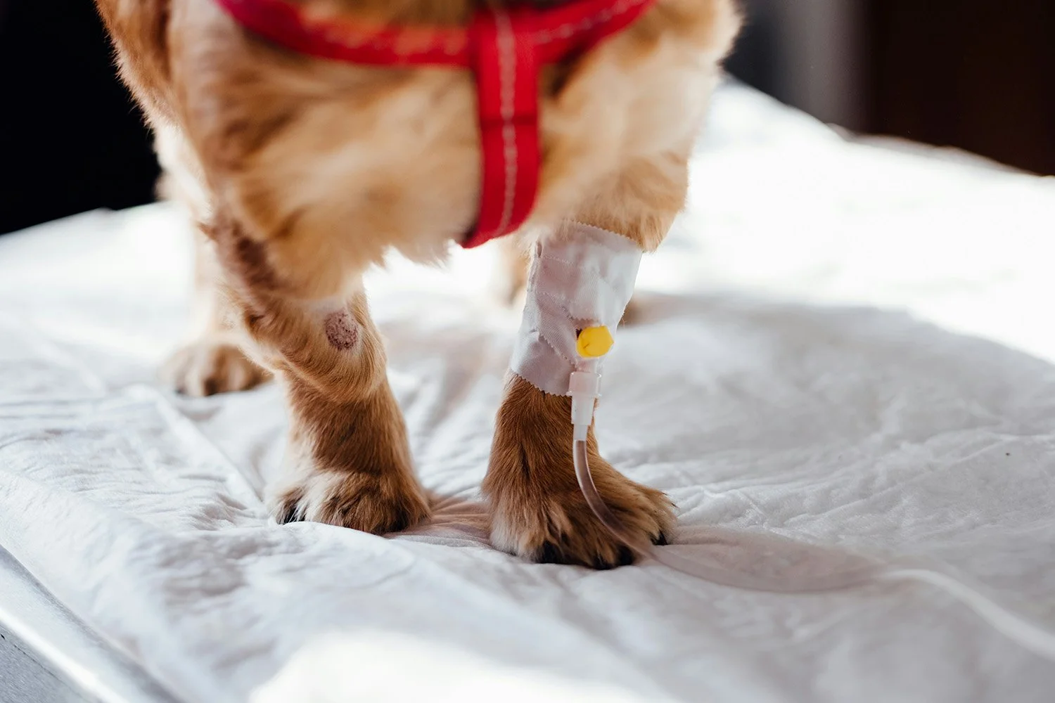 A dog with an IV tube attached to its front leg, standing on a white surface.