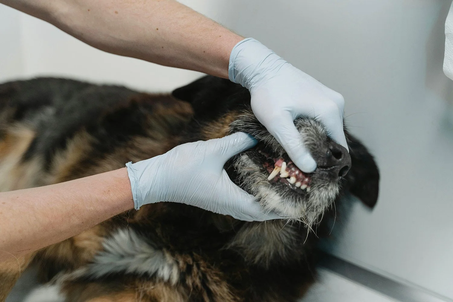 A person wearing white gloves examines the teeth of a large, multicolored dog, likely during a veterinary checkup or dental cleaning.