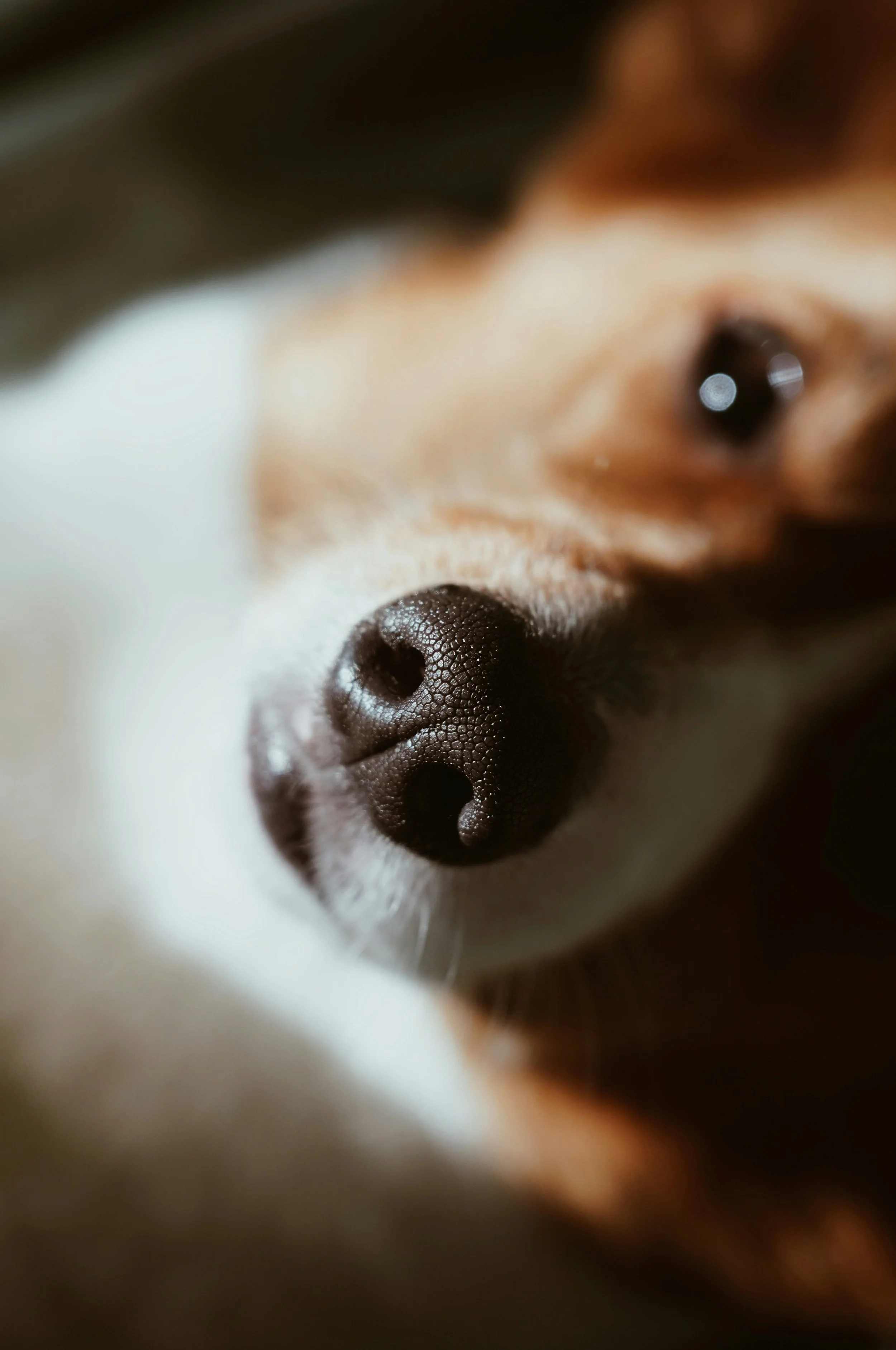Close-up of a dog's black nose, with part of the face and eye slightly blurred in the background.