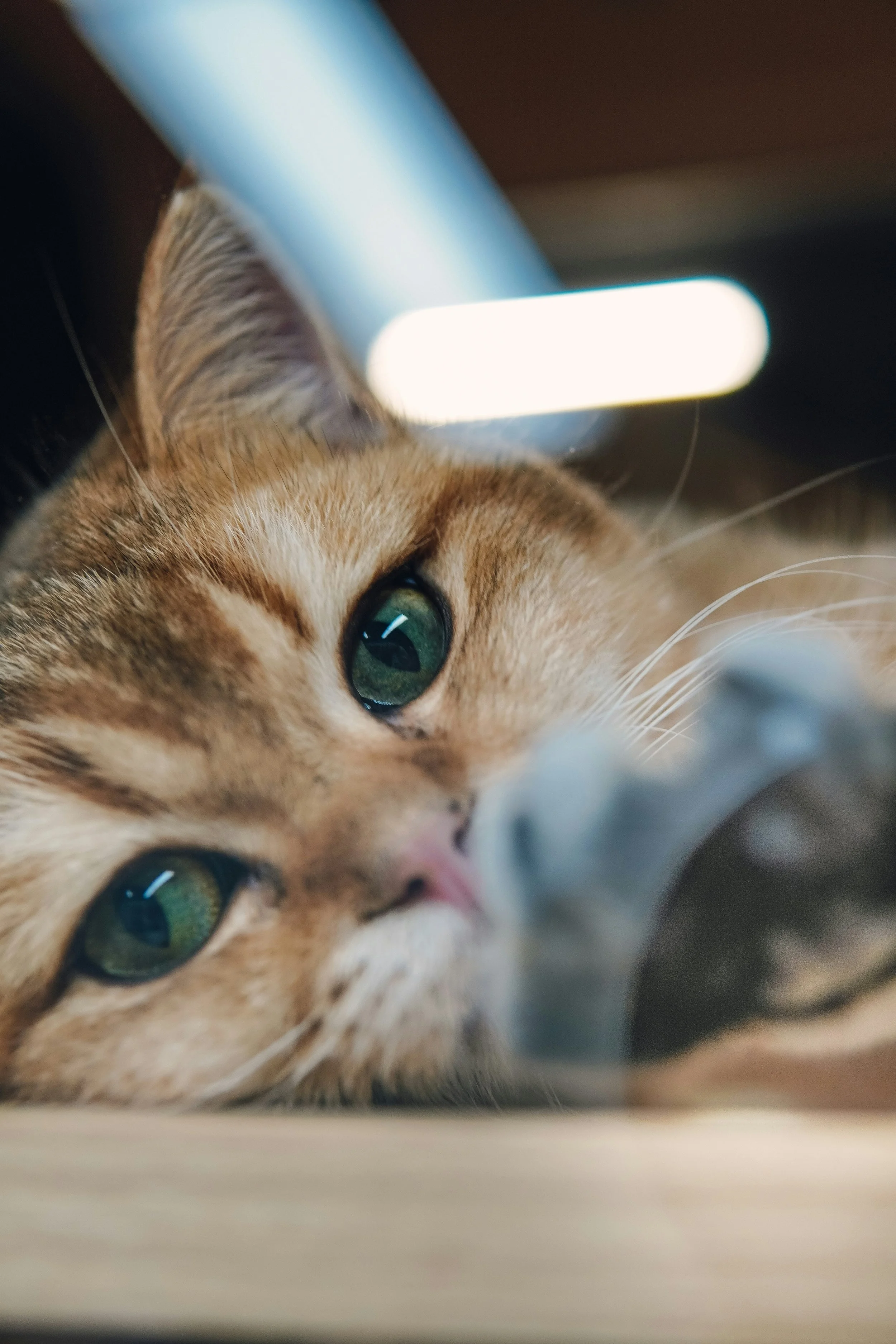 Close-up of a ginger tabby cat lying down, looking directly into the camera with green eyes.