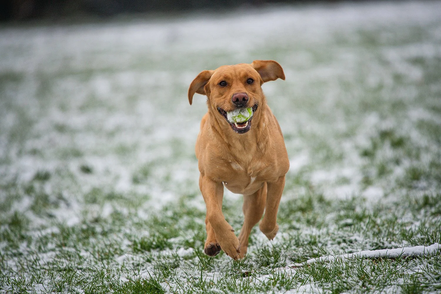 A happy brown dog running on a grassy field with snow, carrying a green ball in its mouth.