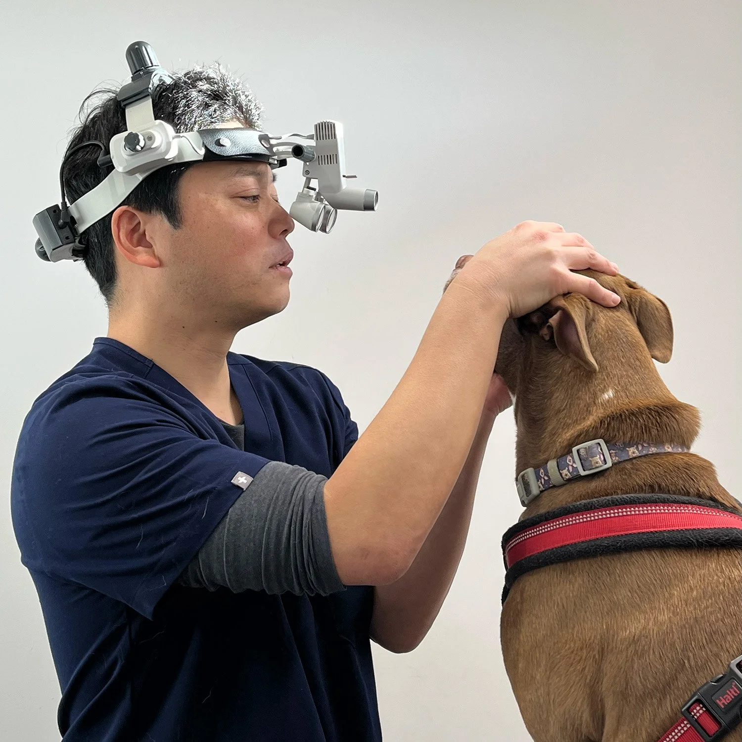 A veterinarian wearing magnifying glasses examines and gently inspects a brown dog with a red harness in a clinical setting.