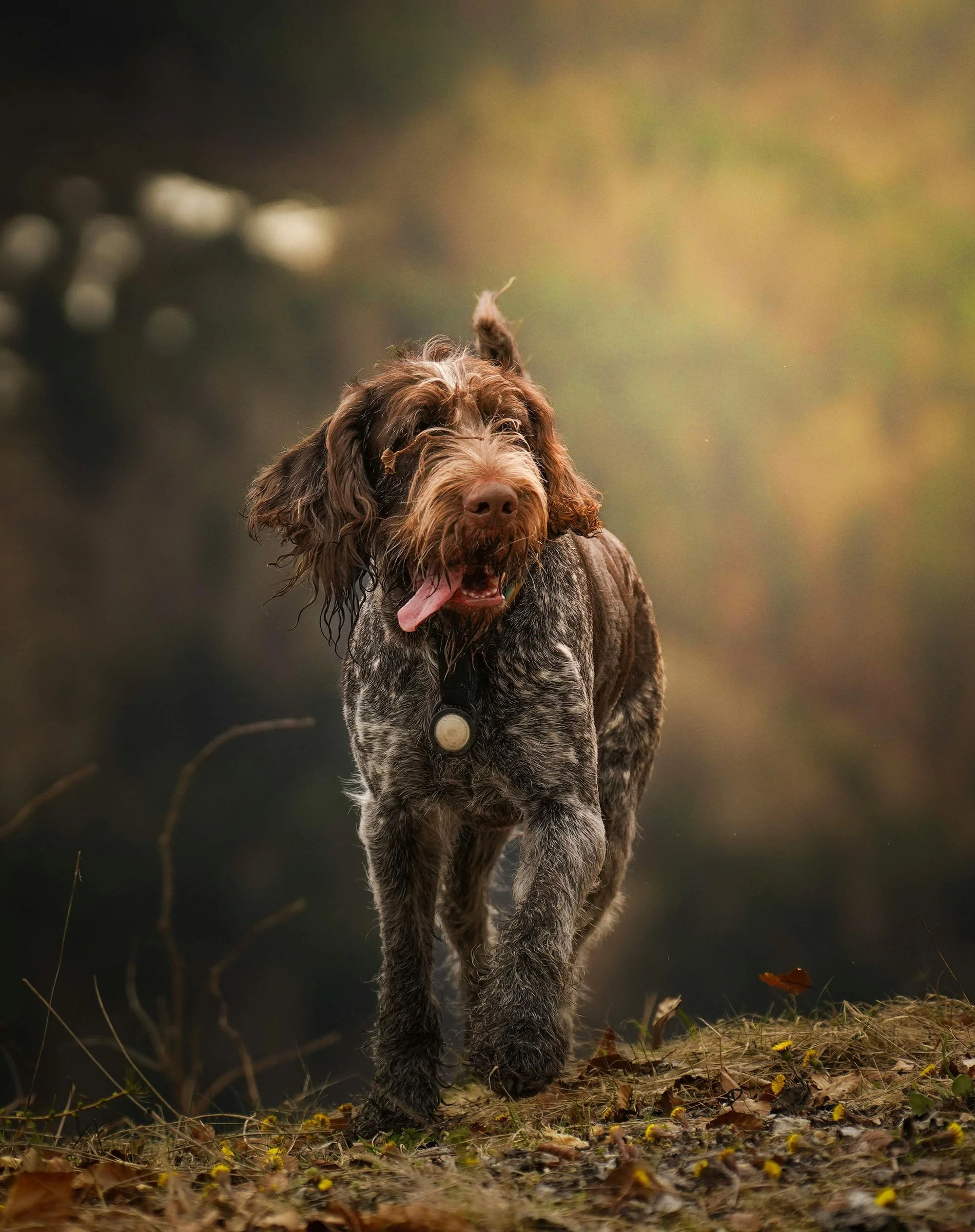 A brown and gray dog with a long tongue, walking outdoors on fallen leaves, with a blurred natural background.