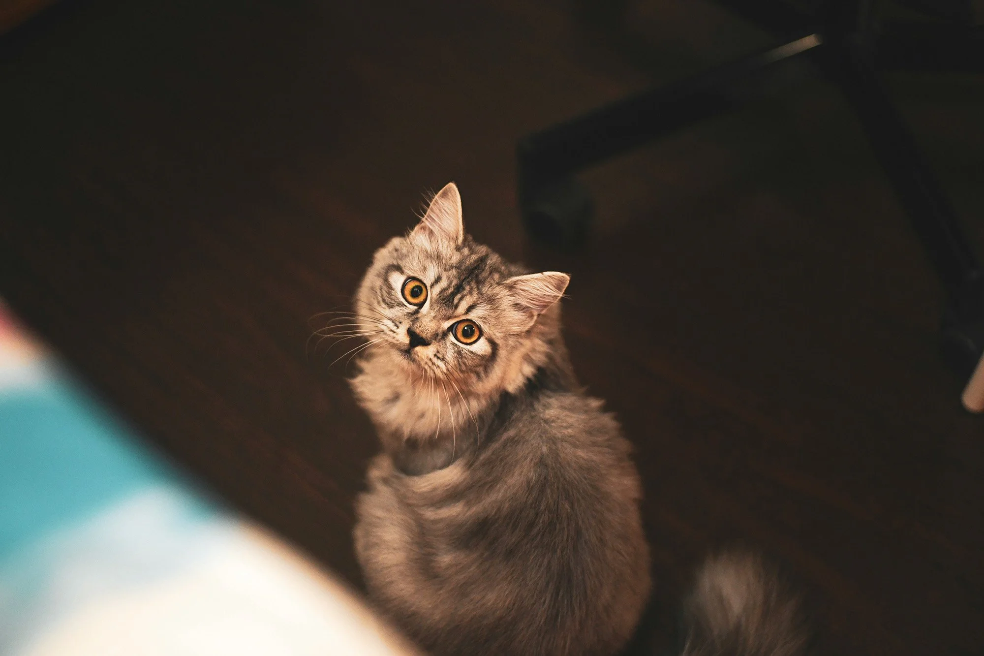 A fluffy gray tabby kitten looking up at the camera with wide amber eyes, sitting on a dark wooden floor near a black chair leg.