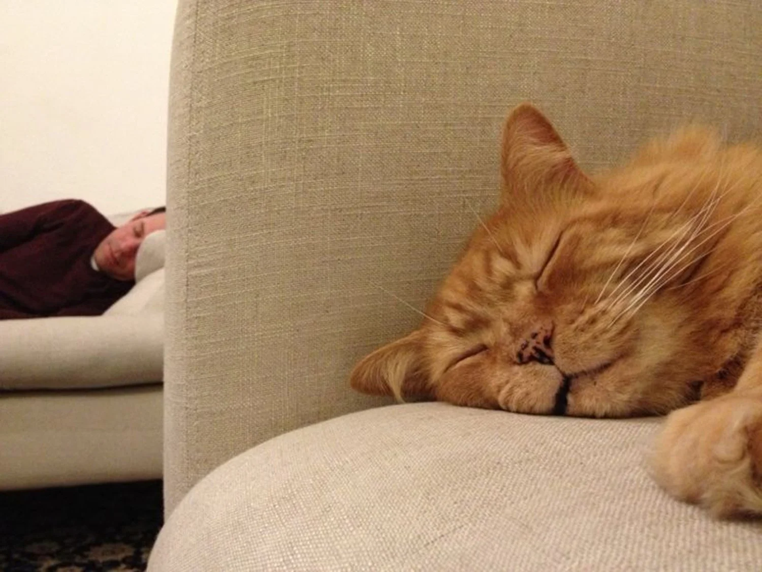 An orange tabby cat sleeping peacefully on a beige sofa with its eyes closed. In the background, a woman is lying on a white sofa, partially visible and looking relaxed.