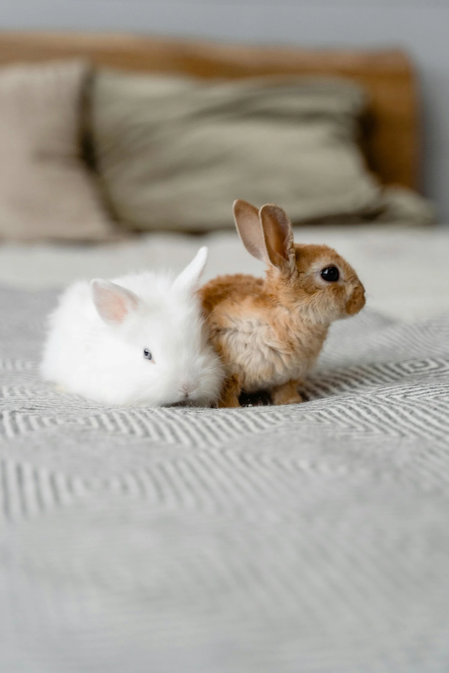 A white rabbit and a brown rabbit sitting close together on a bed with a patterned gray blanket, with pillows and a headboard in the background.
