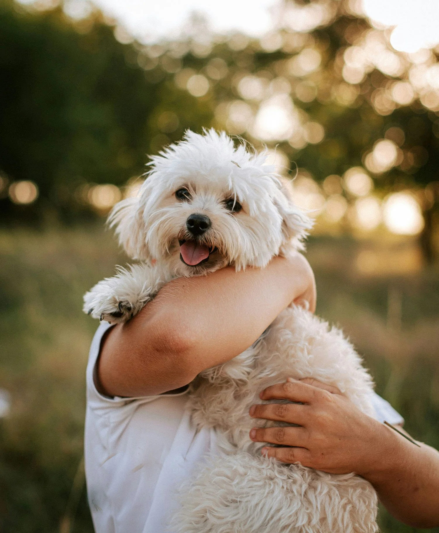 Person holding a happy, fluffy white dog outdoors during sunset.