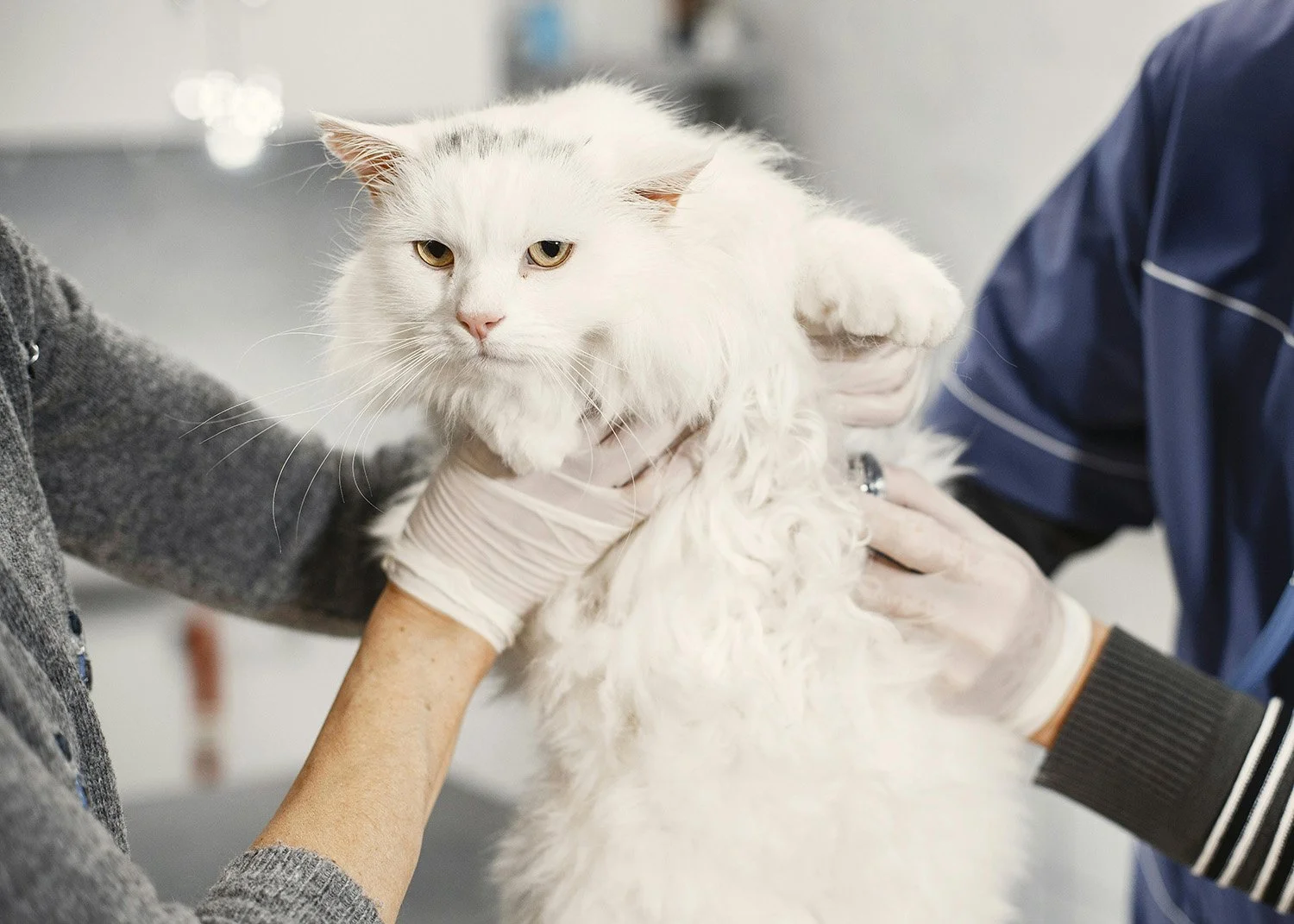 A white long-haired cat being examined at a veterinary clinic by two people, one wearing a gray sweater and the other in a blue coat, with a background of a clinical setting.