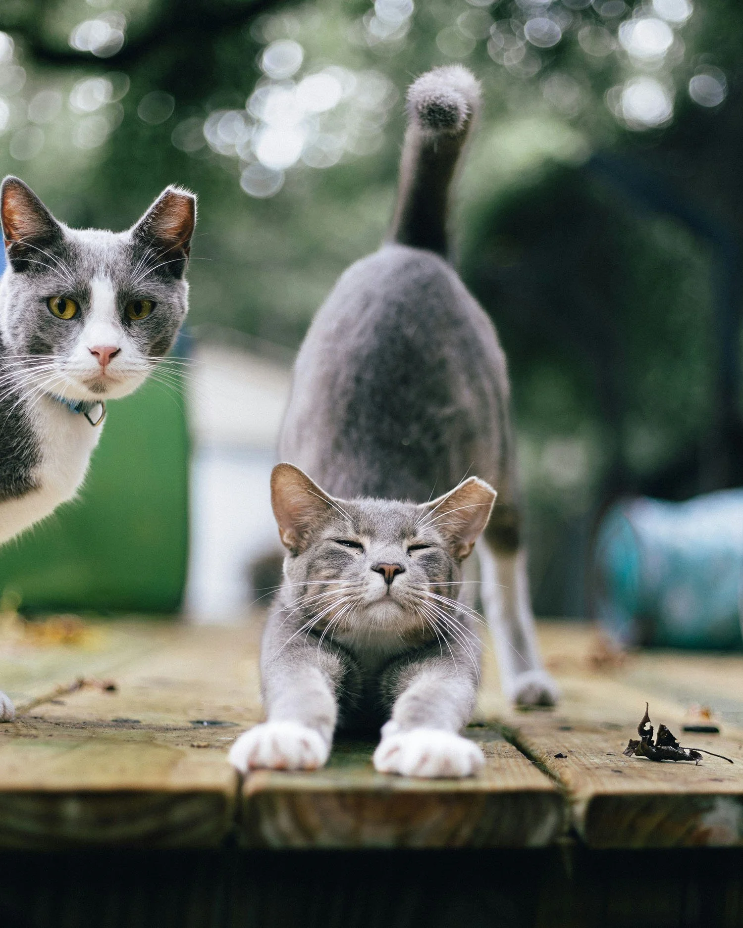 Three cats outdoors on a wooden surface, with one cat stretching and two looking at the camera, background of blurred greenery.