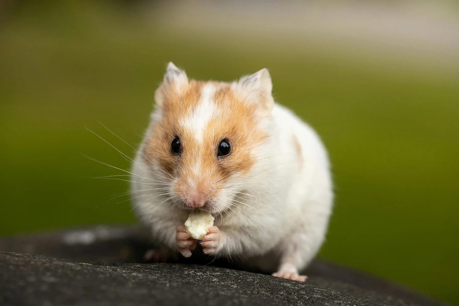 Close-up of a hamster holding and eating a small piece of food, with a green and brown background.