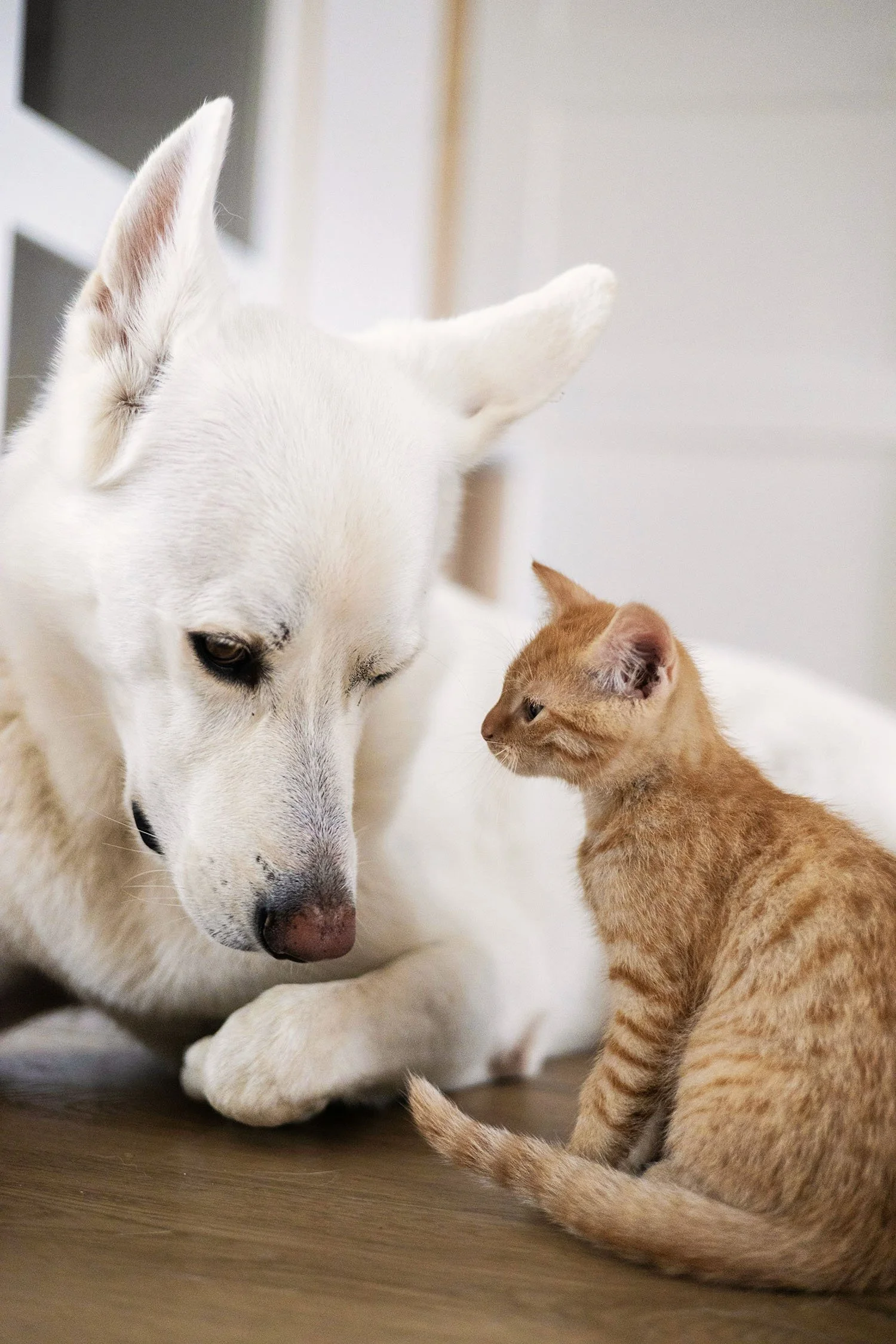 A white dog and an orange tabby cat sitting close and looking at each other on a hardwood floor.