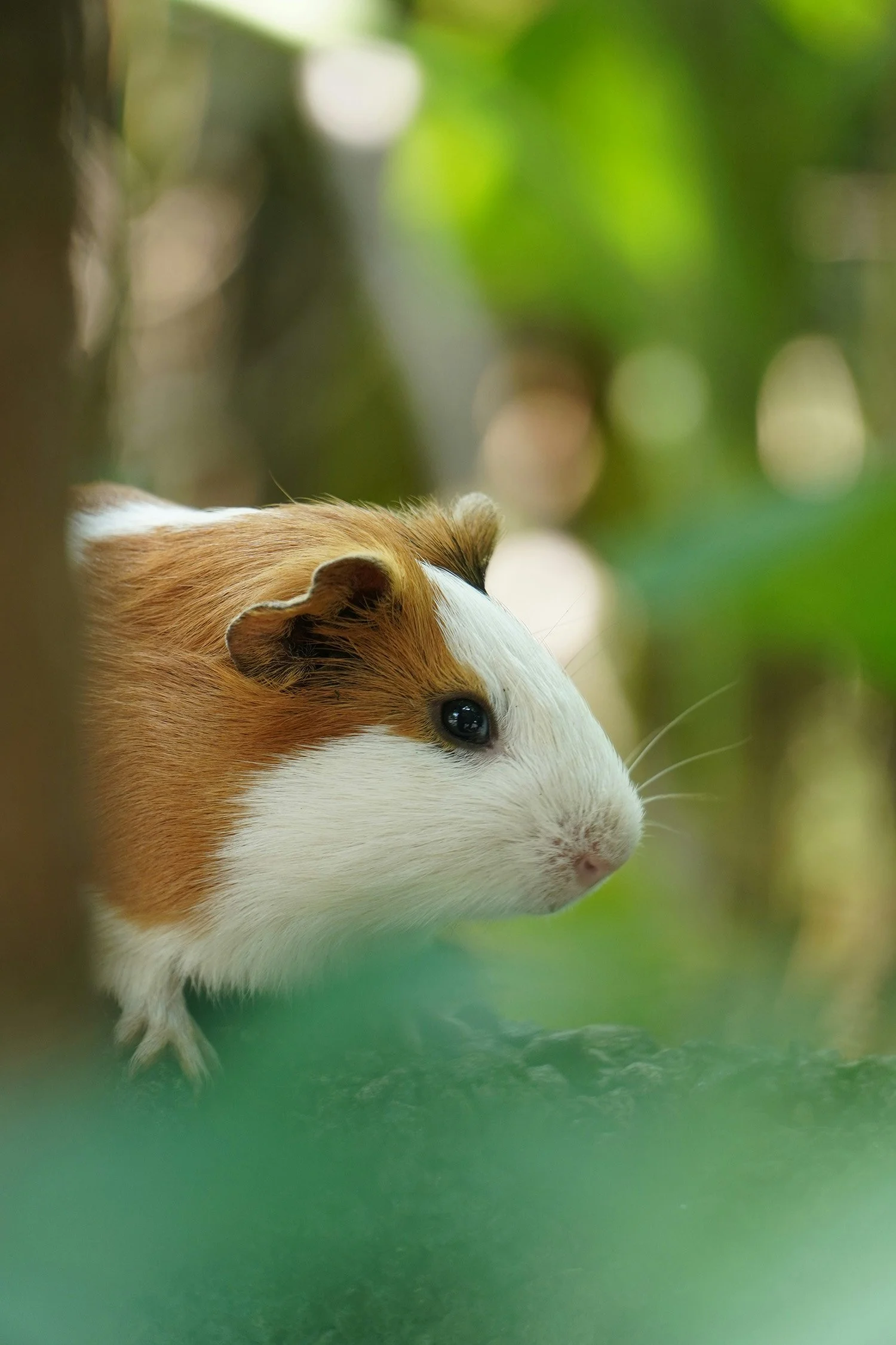 Close-up of a guinea pig with white and brown fur, with a blurred green background.