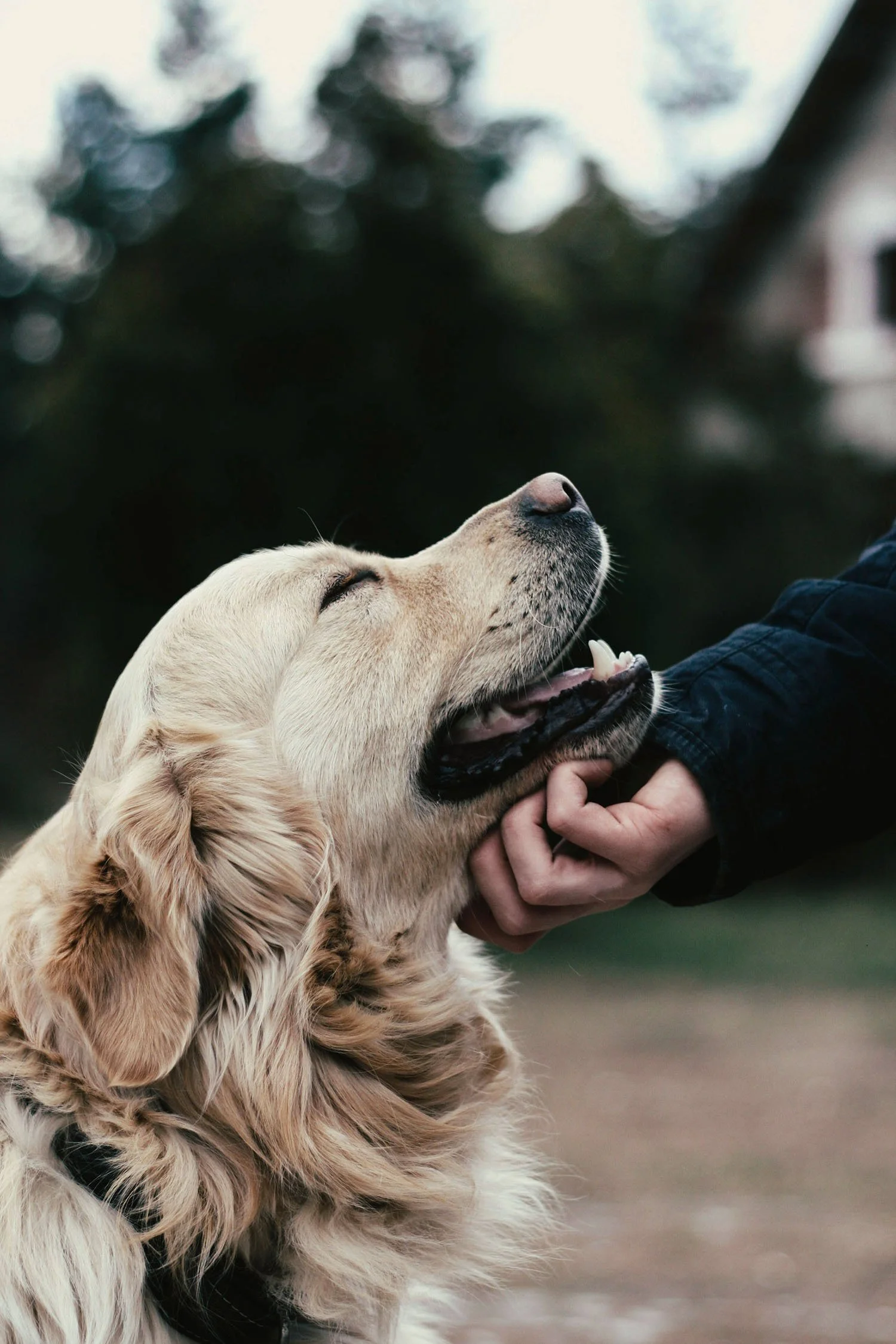 Golden retriever dog enjoying petting from a person outdoors with trees and a house in the background.