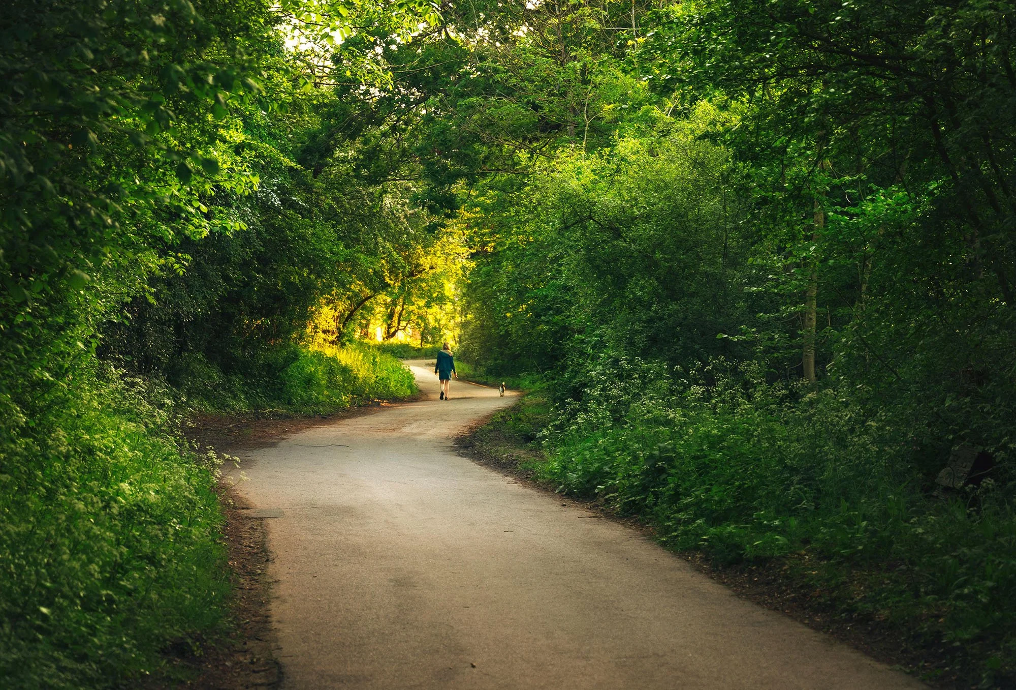 A person walking along a winding path through a lush green forest during daytime with a dog