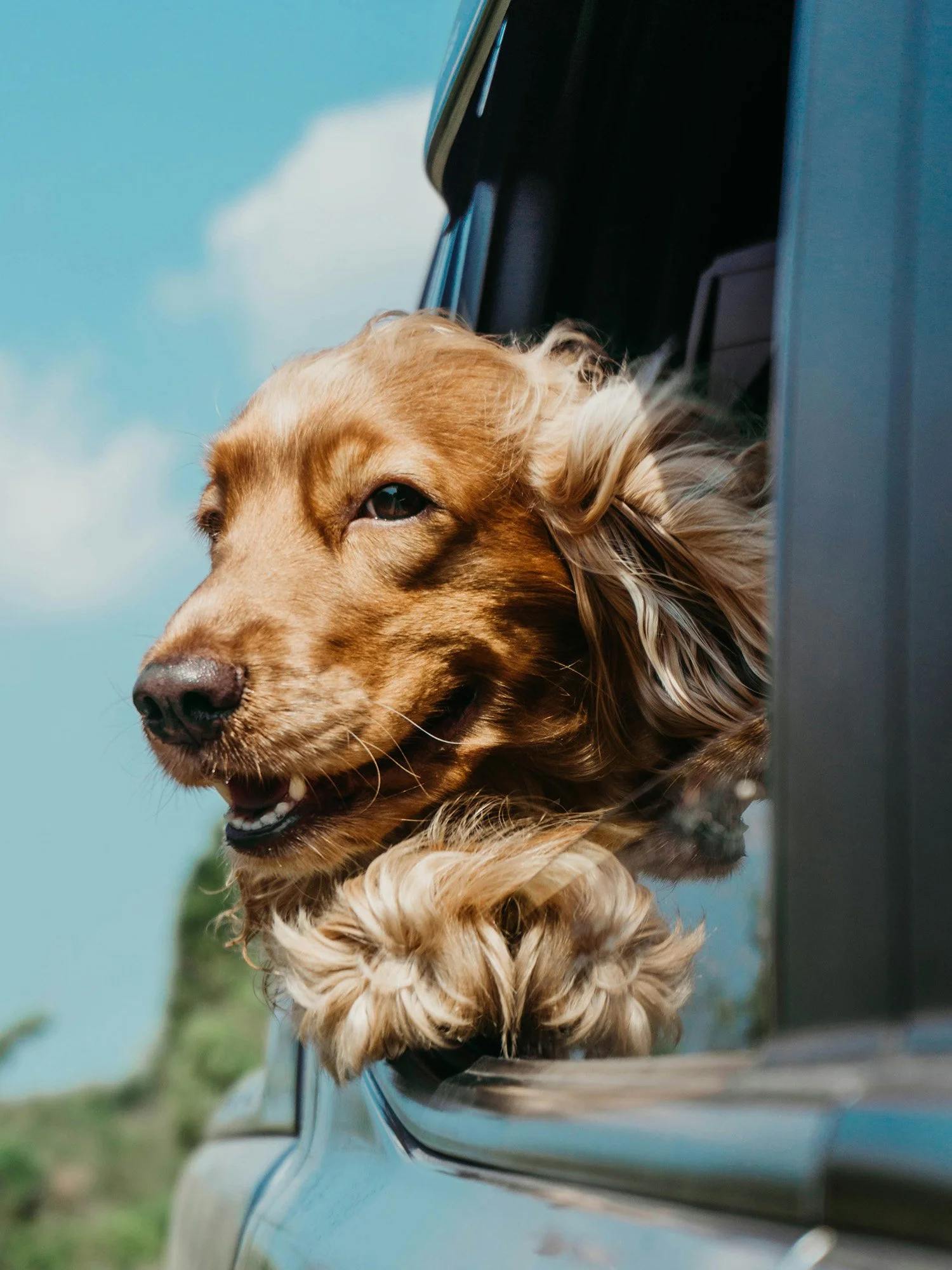 A golden retriever dog sticking its head out of a car window with a blue sky and clouds in the background.