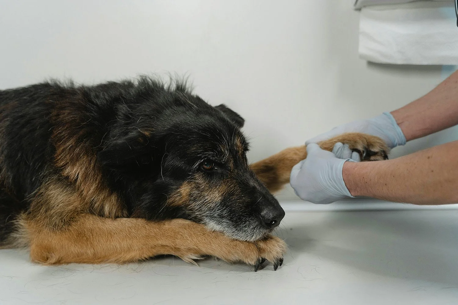 A large dog lying on a table with a veterinarian examining its paws.