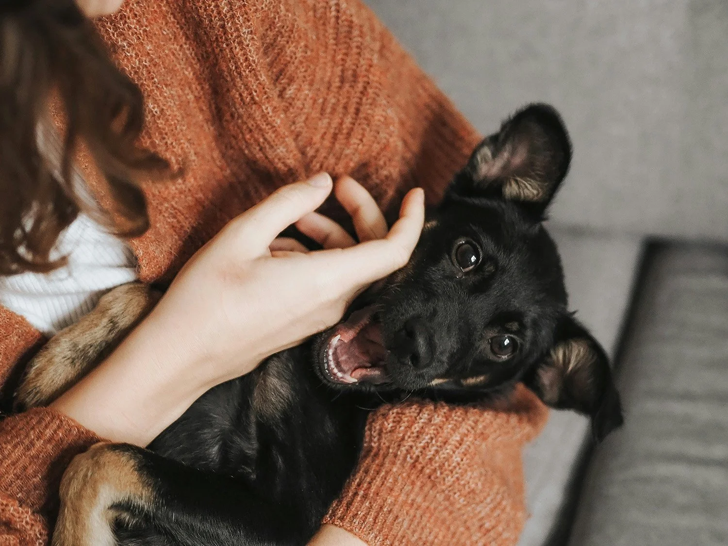 Person cuddling a small black and tan puppy with pointy ears and shiny eyes on a gray couch.