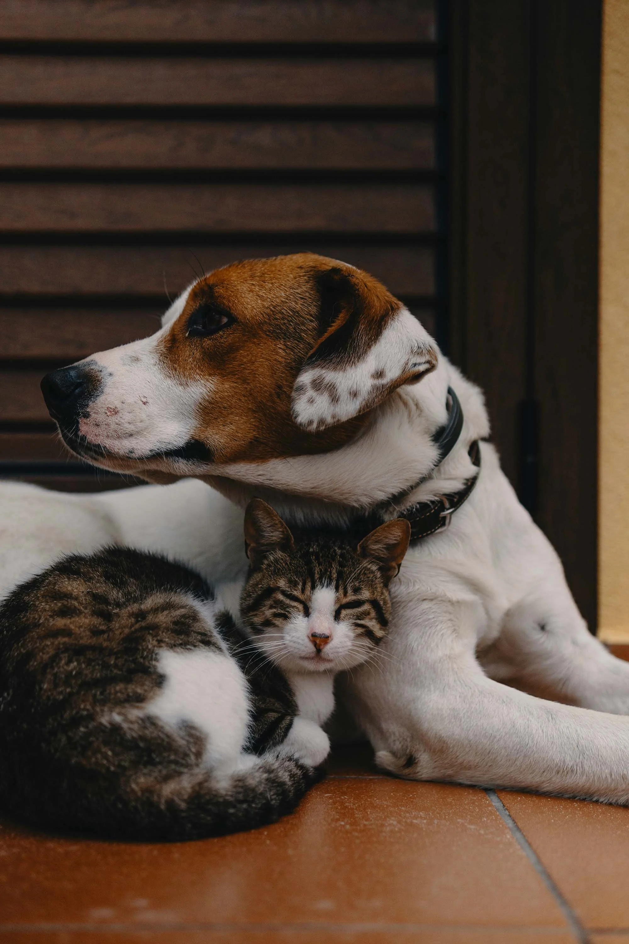 A dog with white and brown fur and a black collar lying down and resting its head on a cat with tabby and white fur, which is also lying down and resting its head on the floor.