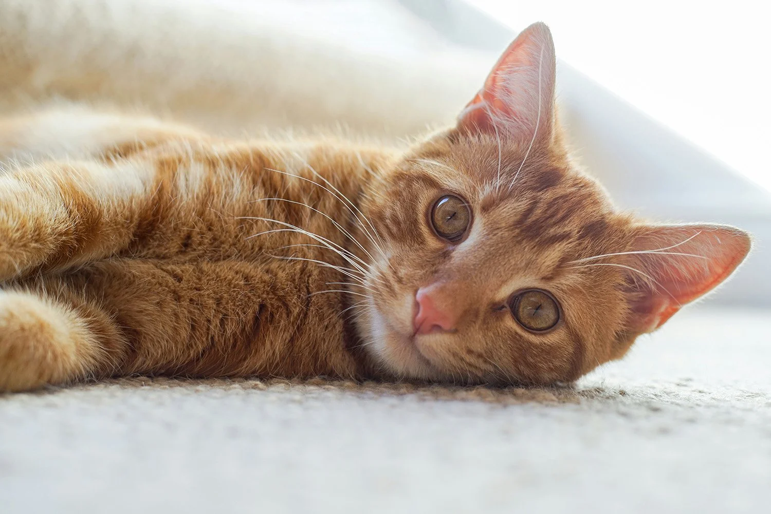 Close-up of an orange tabby cat lying on the floor, looking directly at the camera with big, yellow eyes.