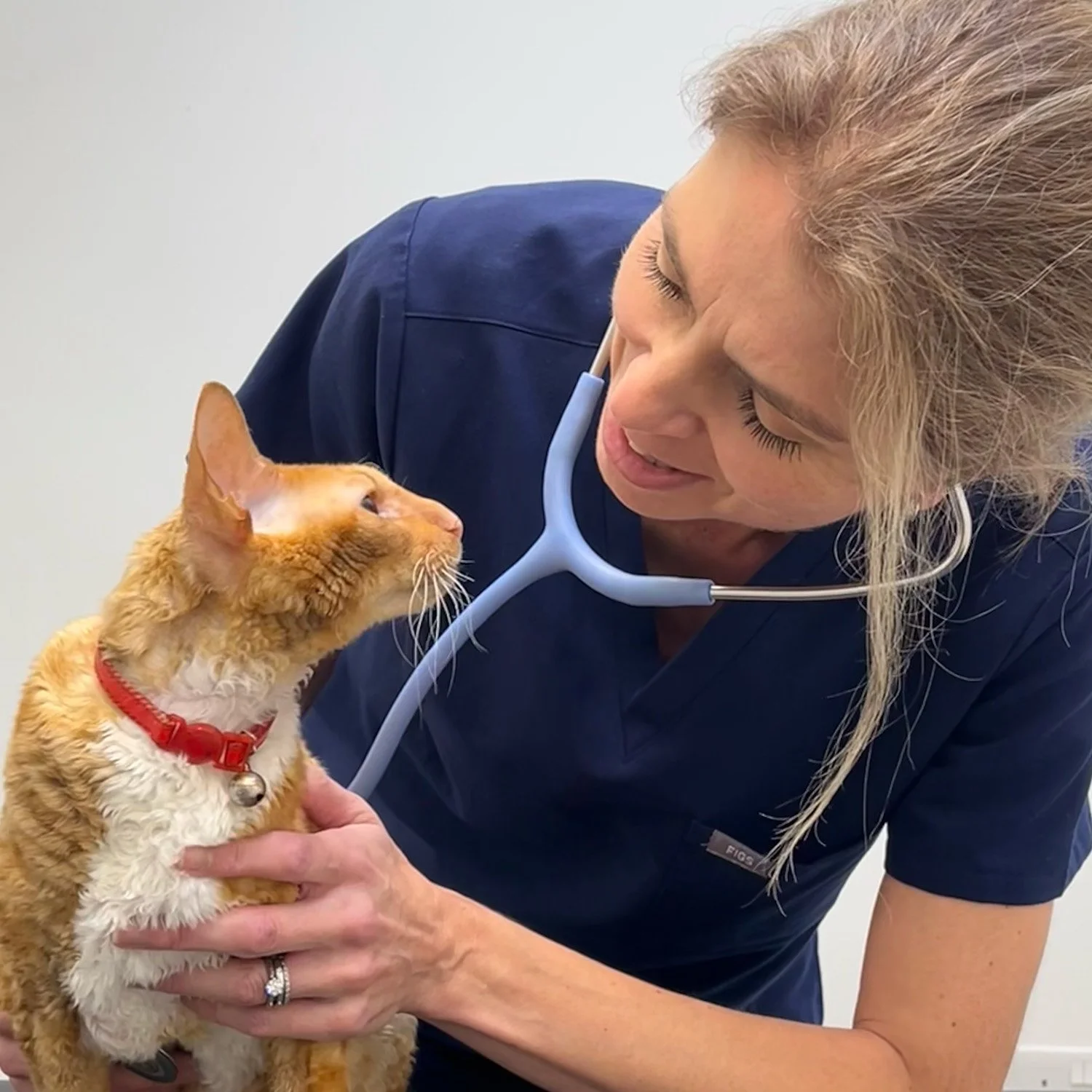 A veterinarian in navy scrubs with a stethoscope around her neck examines an orange and white cat with a red collar. The veterinarian gently holds the cat, and the cat gazes at her while she looks at the cat's face.