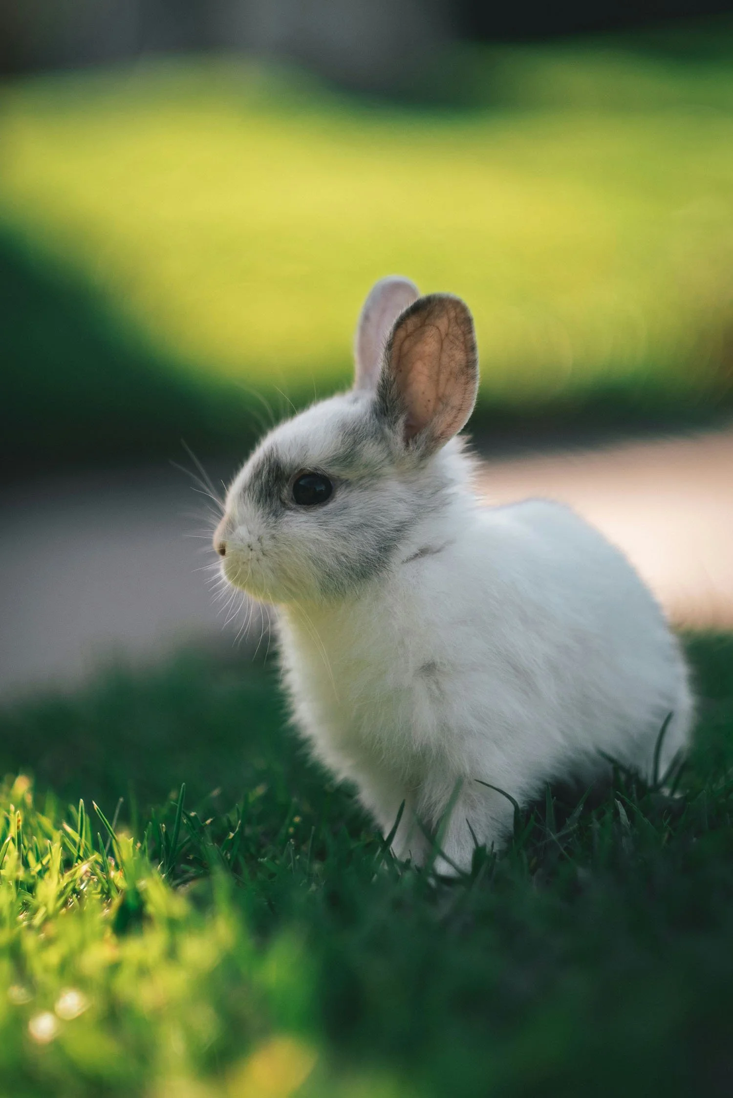 A small white rabbit with gray markings on its face sits on green grass with a blurred background.