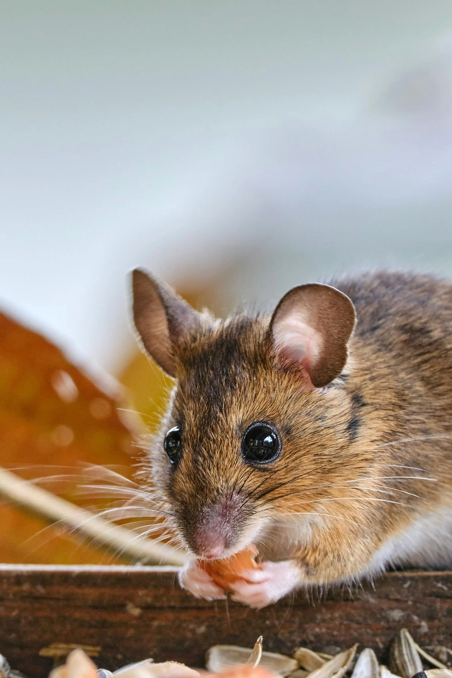 Close-up of a small brown mouse holding and eating a sunflower seed with a blurred background.