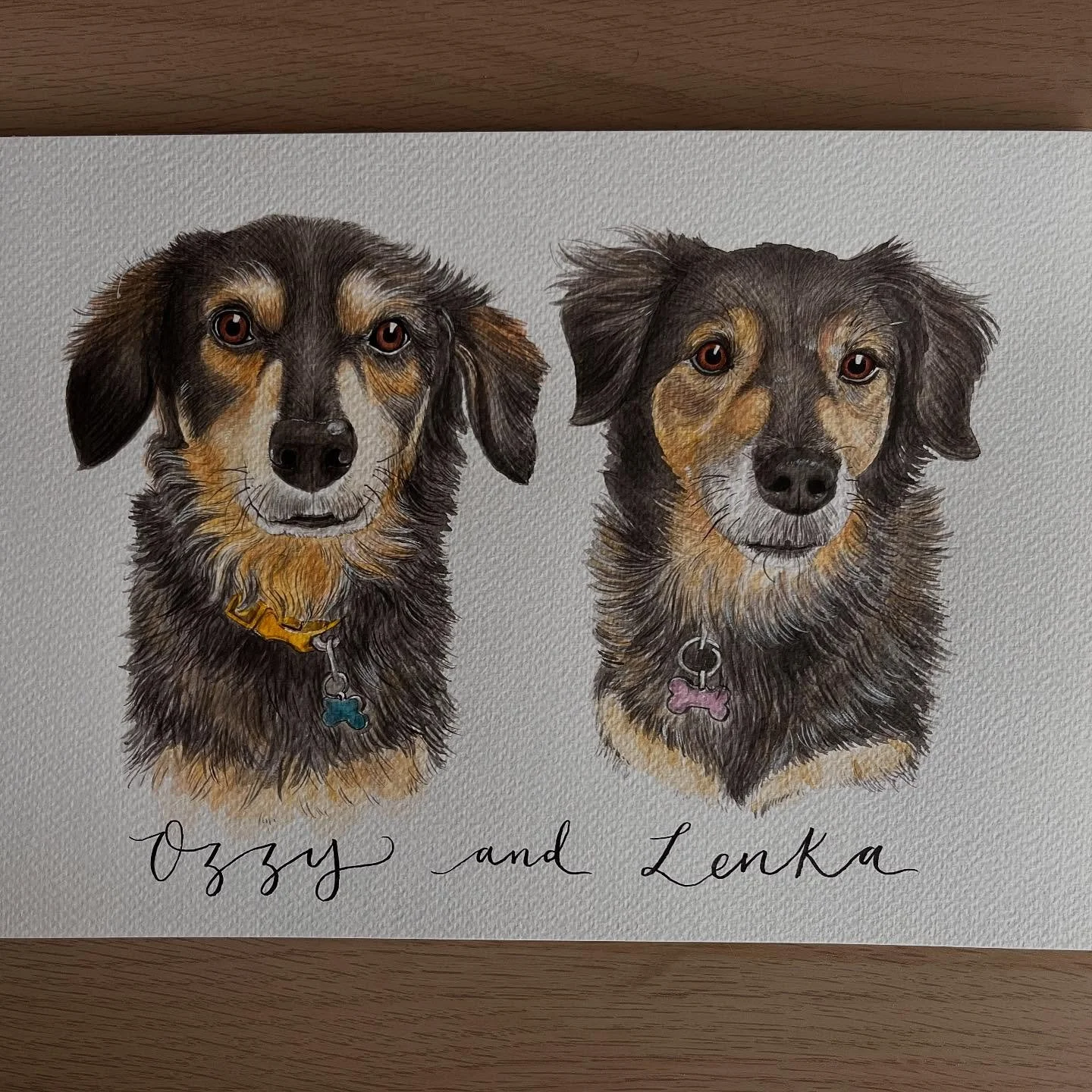 It's been a week of double pet portraits! 
.
🐕 🐕 🐈&zwj;⬛ 🐈&zwj;⬛ 
.
.
.
.
.
.
.
.
.
.
#petportraitsofinstagram #petportraits #gouachepetportraits #pembrokeshirepetportrait #petillustration #pembrokeshireillustrator