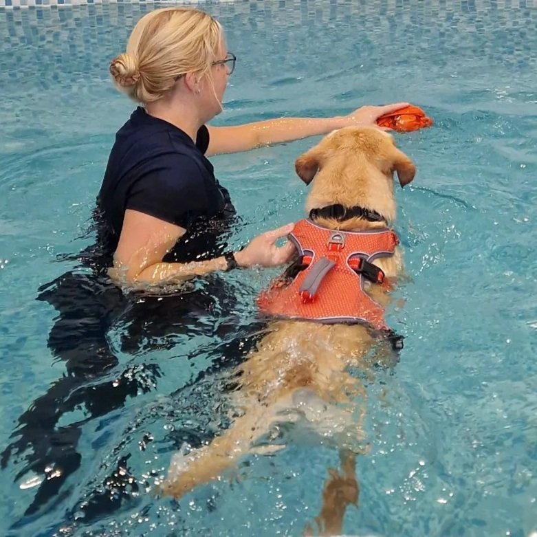 Canine Hydrotherapy Norwich Labrador