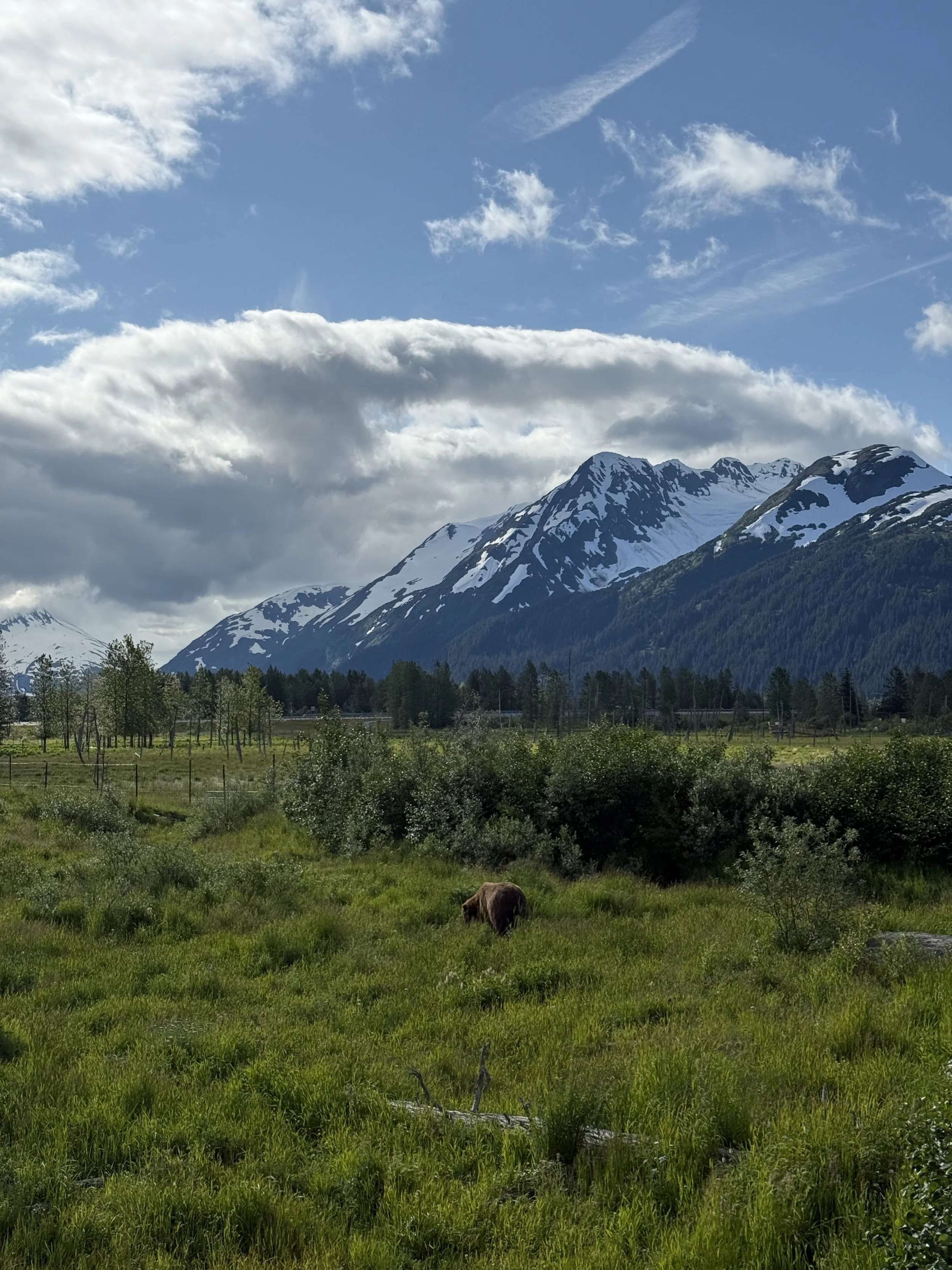 Grizzly bear eating in a field of lush green vegetation with Alaskan mountains and the blue sky with clouds in the distance