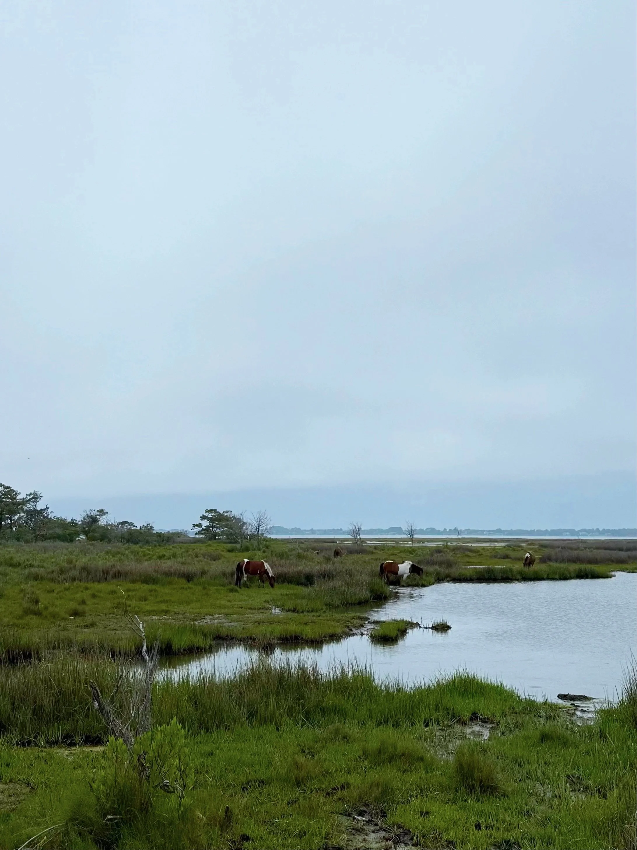 A peaceful landscape featuring a calm body of water, lush green grass, and grazing horses, with trees in the background and a cloudy sky overhead.