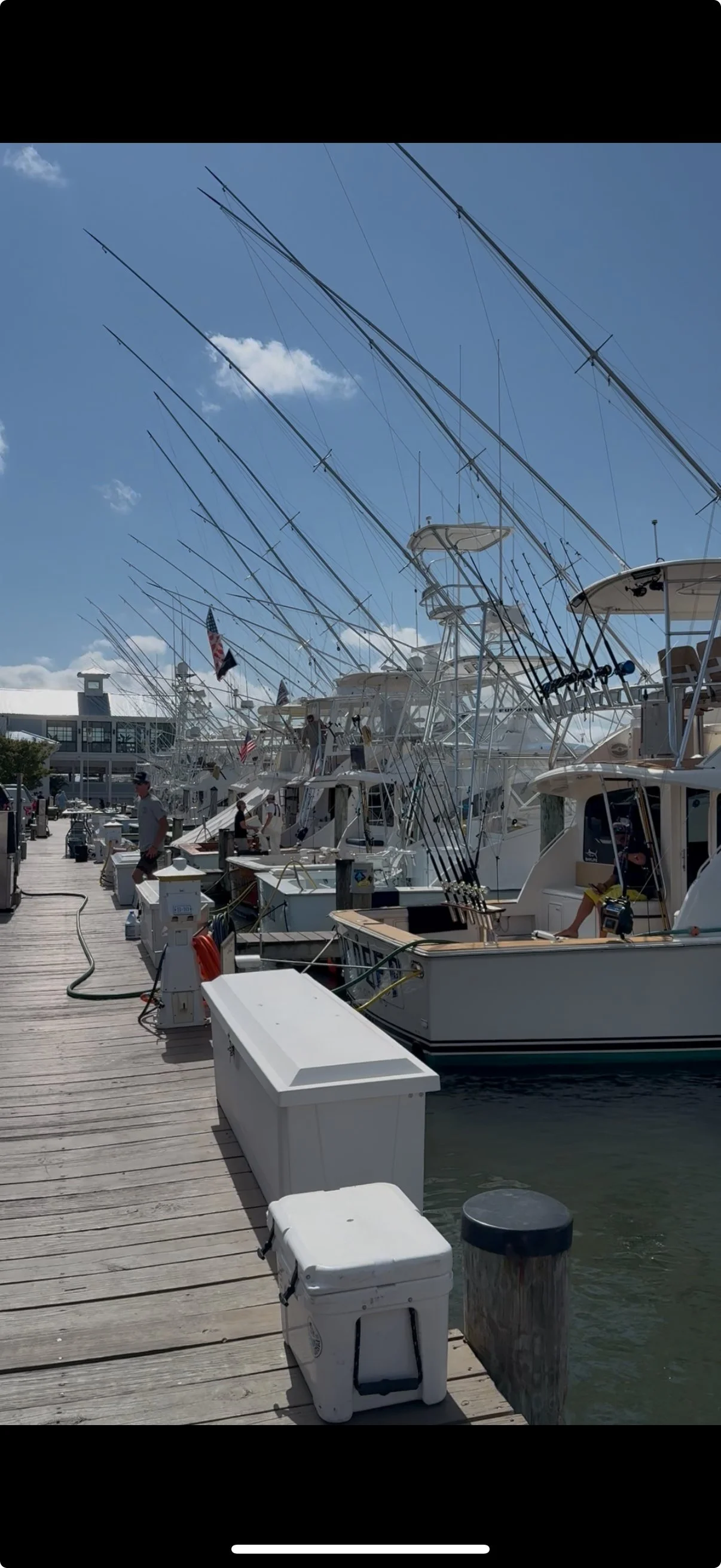 Geese feeding in a field.