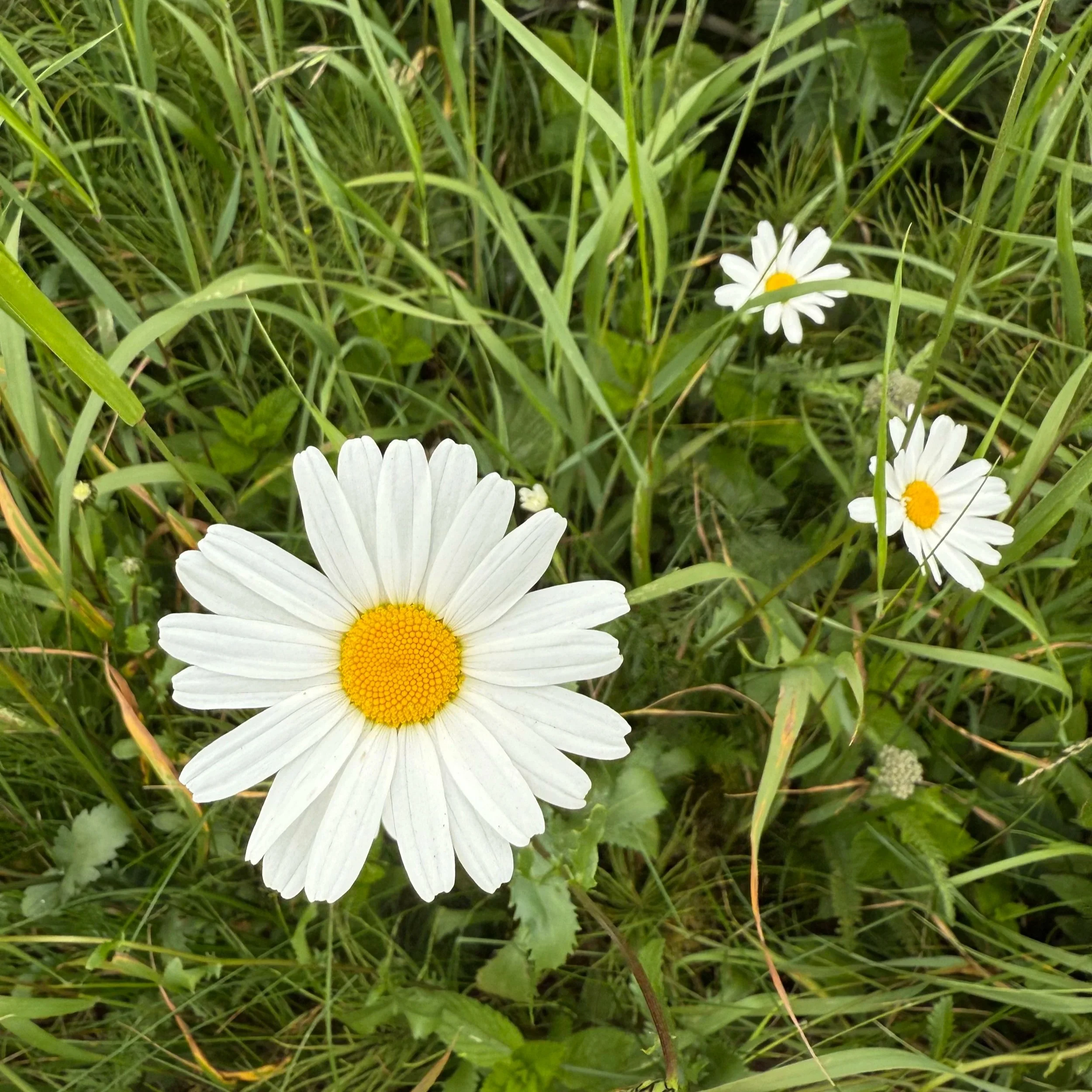 White flower surrounded by grass and other smaller flowers with a yellow center.