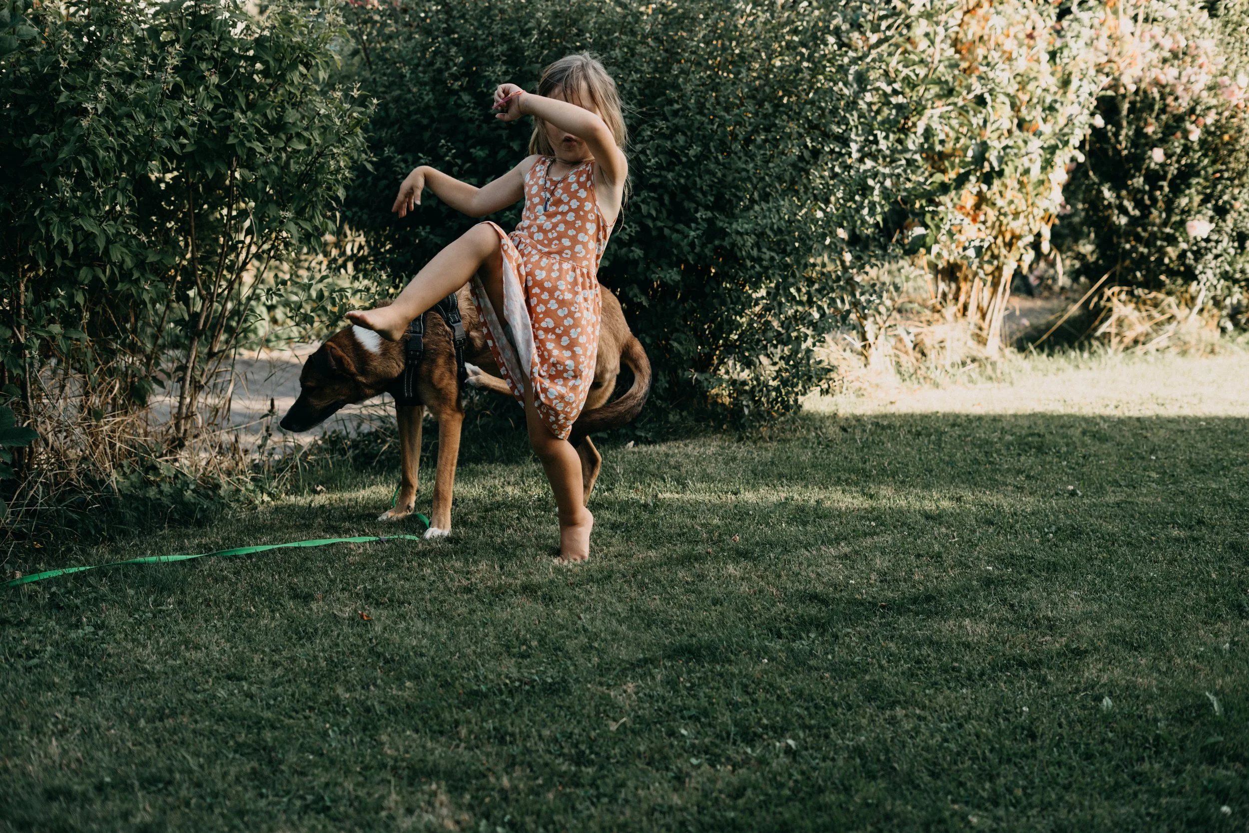 Ein junges Mädchen in einem orangefarbenen Kleid mit weißen Herzmustern steht barfuß auf einem grünen Rasen und hält ein braunes Hundeleine mit einem Hund, der unter einem Busch hervorschaut.