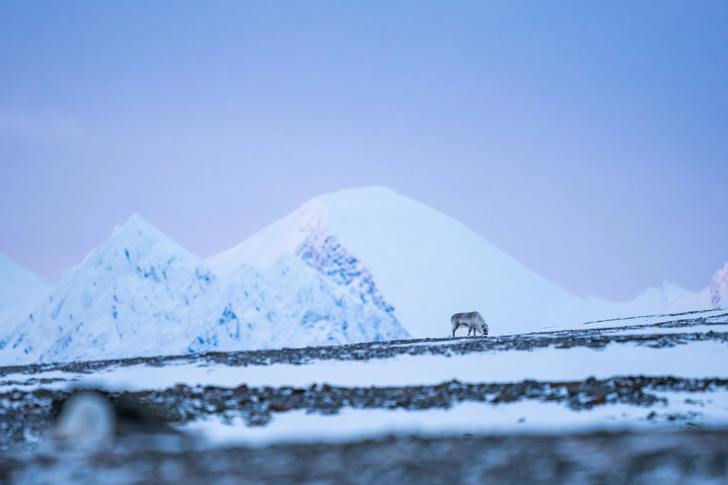 Arctic Awakening 2026