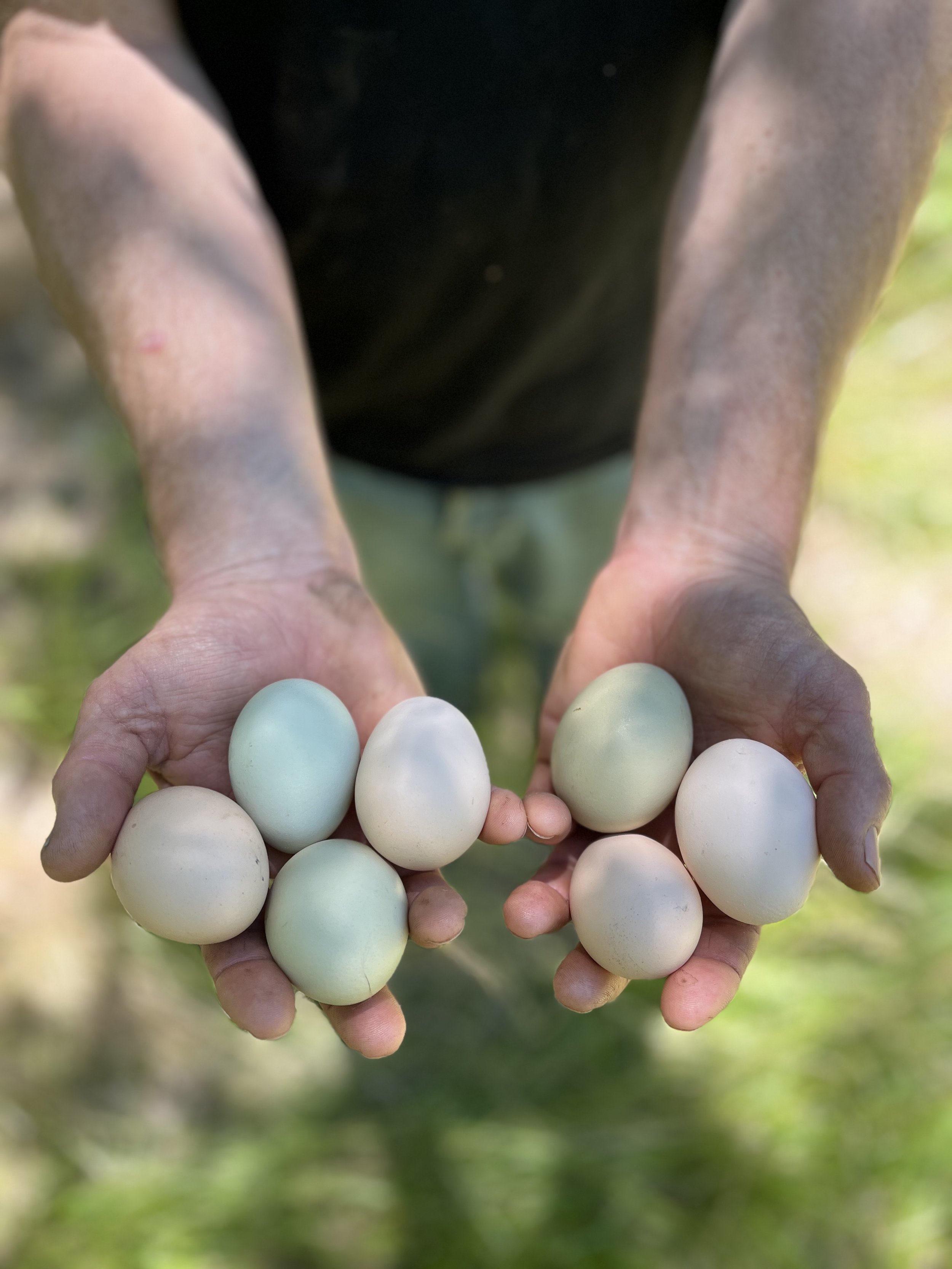 Fresh Eggs.jpg