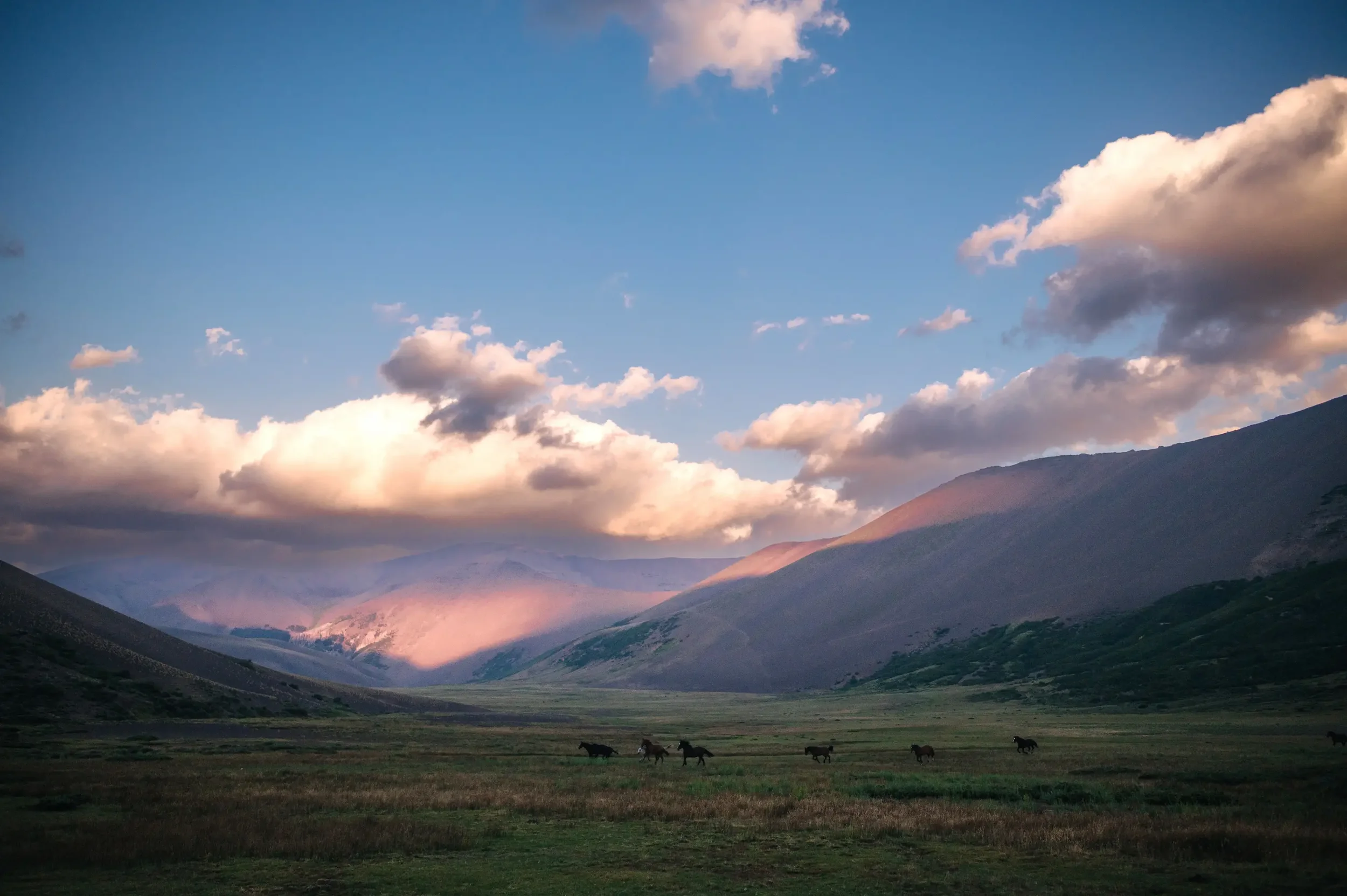 Horses crossing a wide valley in northern Patagonia during the Gaucho Trail Pack Trip at Estancia Ranquilco